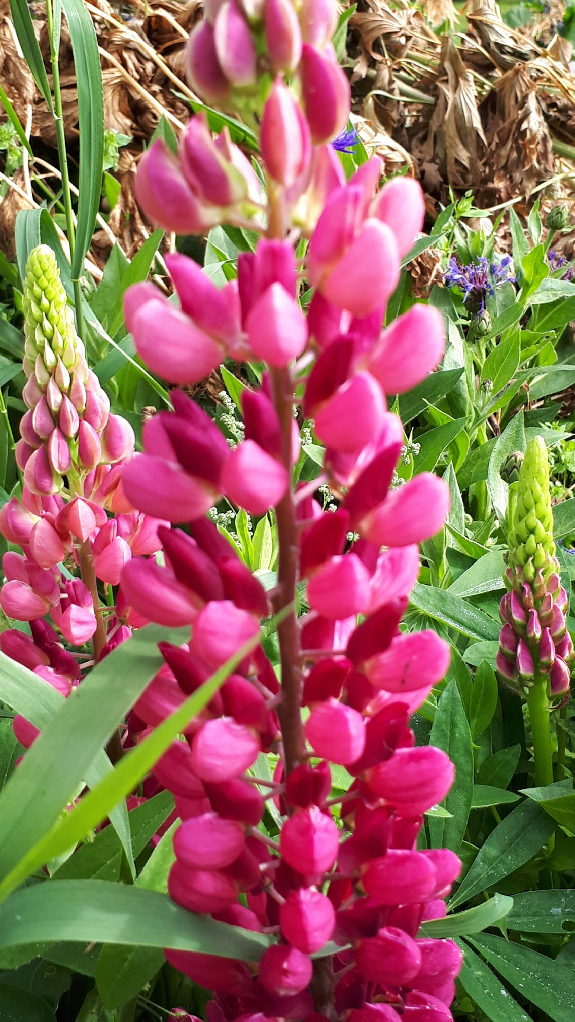 Lupin Gallery Red Shades 12 frö - 4