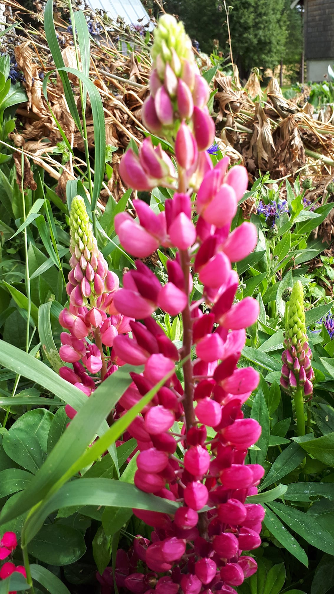 Lupin Gallery Red Shades 12 frö - 2