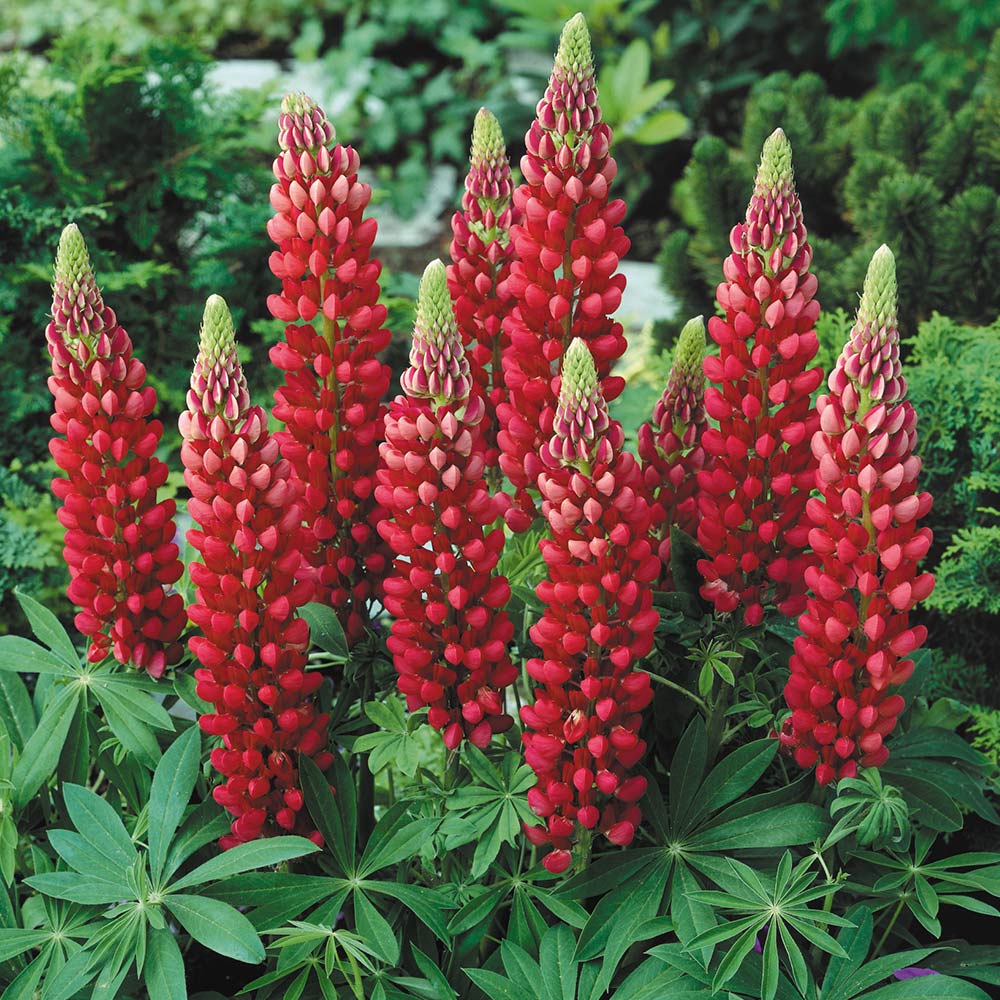 Lupin Gallery Red Shades 12 frö