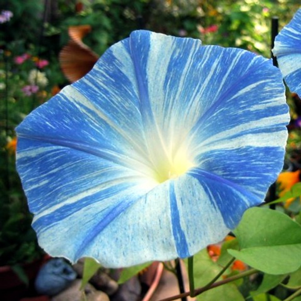 Blomma för dagen Flying Saucer 50 frö 