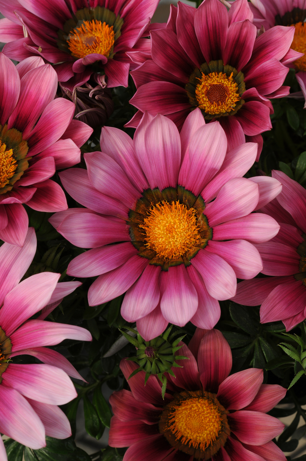 Påfågelsblomster) F1 New Day Pink Shades 15  frö