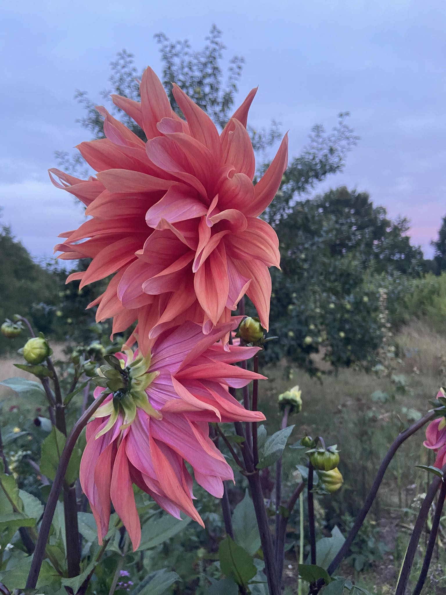 Dahlia knöl Colour Spectables Kaktus Nyhet 2027! - 2