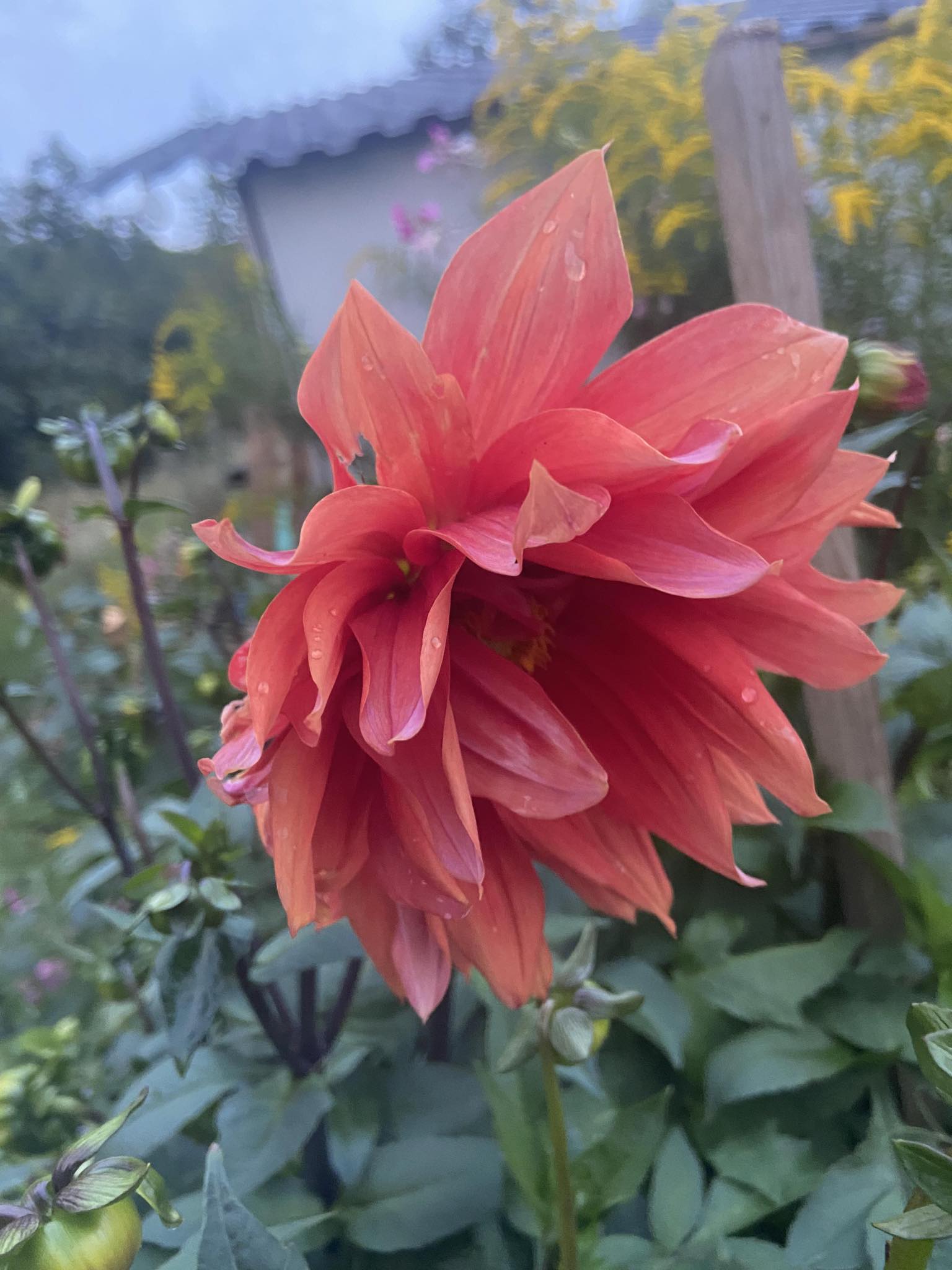 Dahlia knöl Colour Spectables Kaktus Nyhet 2027!