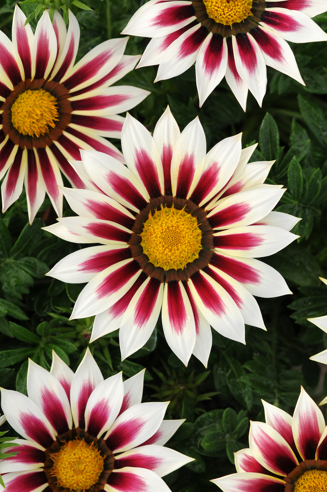 Påfågelsblomster) F1 New Day Rose Stripe 15  frö