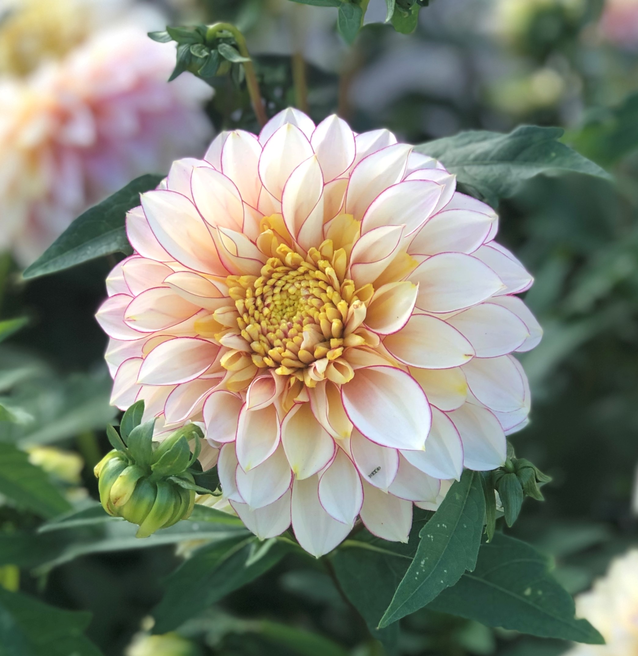Dahlia knöl Polka  "Anemonblommande"