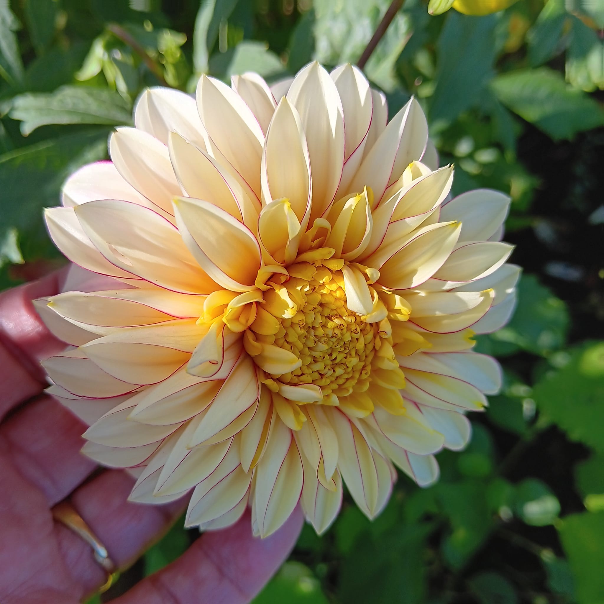 Dahlia knöl Polka  "Anemonblommande" - 3
