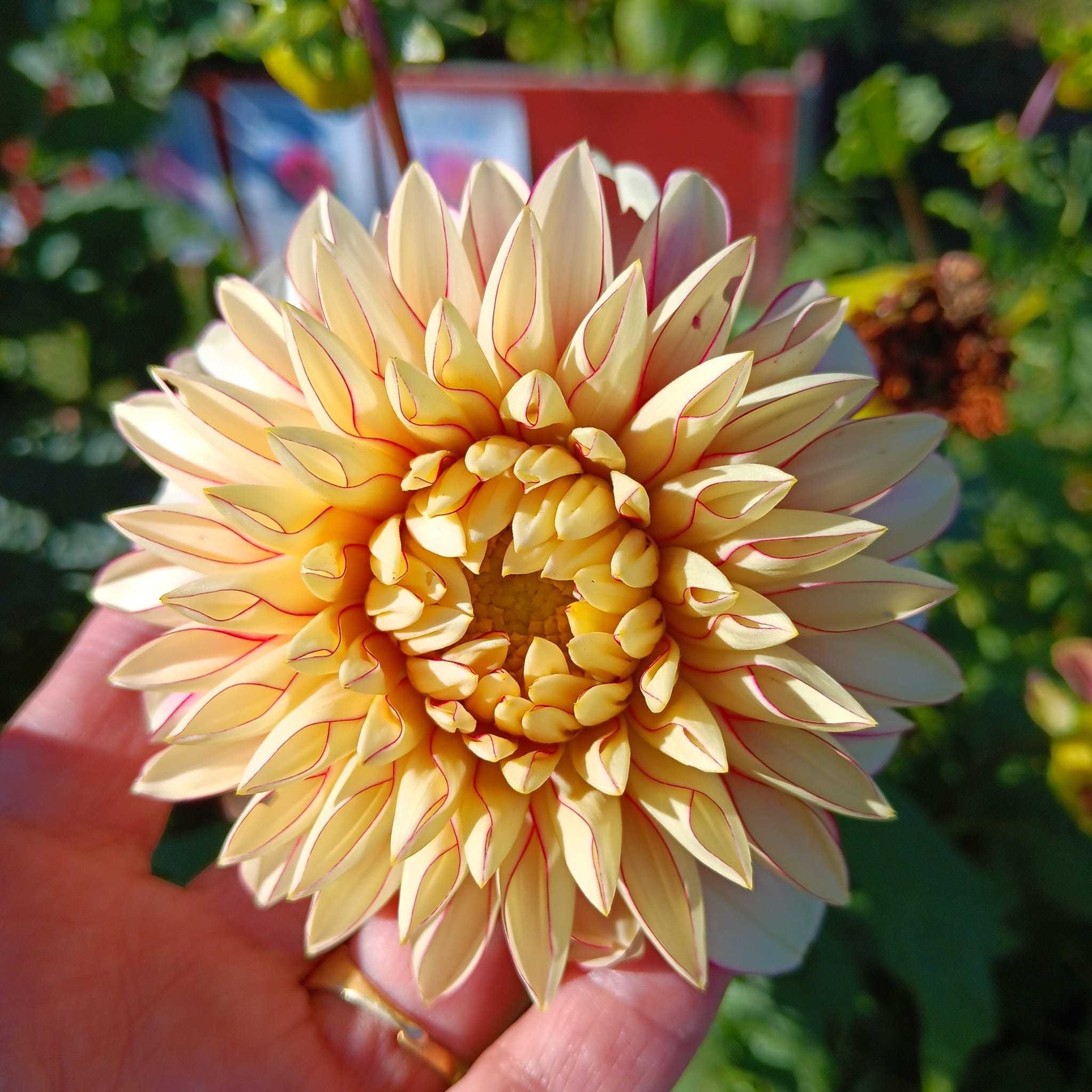 Dahlia knöl Polka  "Anemonblommande" - 4