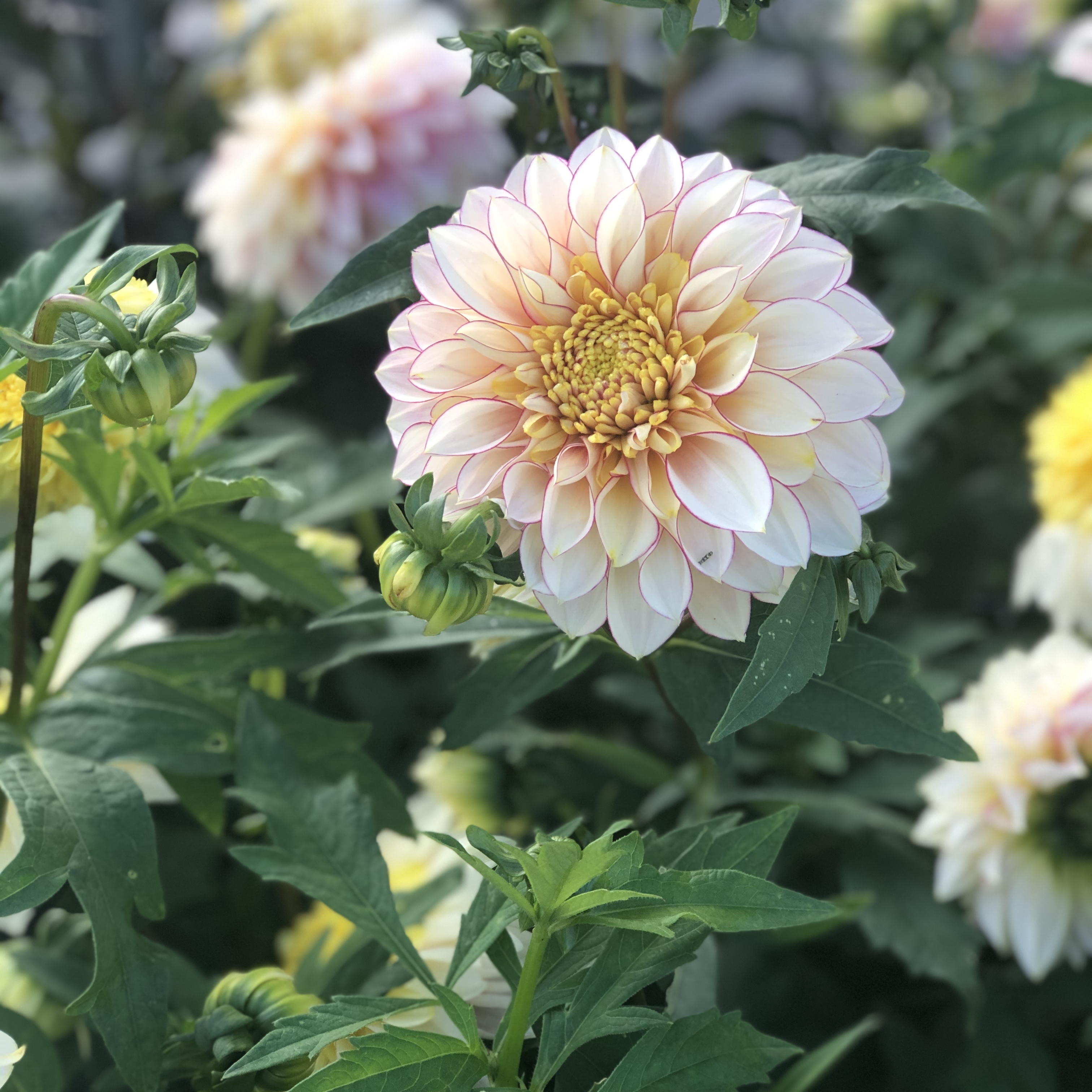 Dahlia knöl Polka  "Anemonblommande" - 2