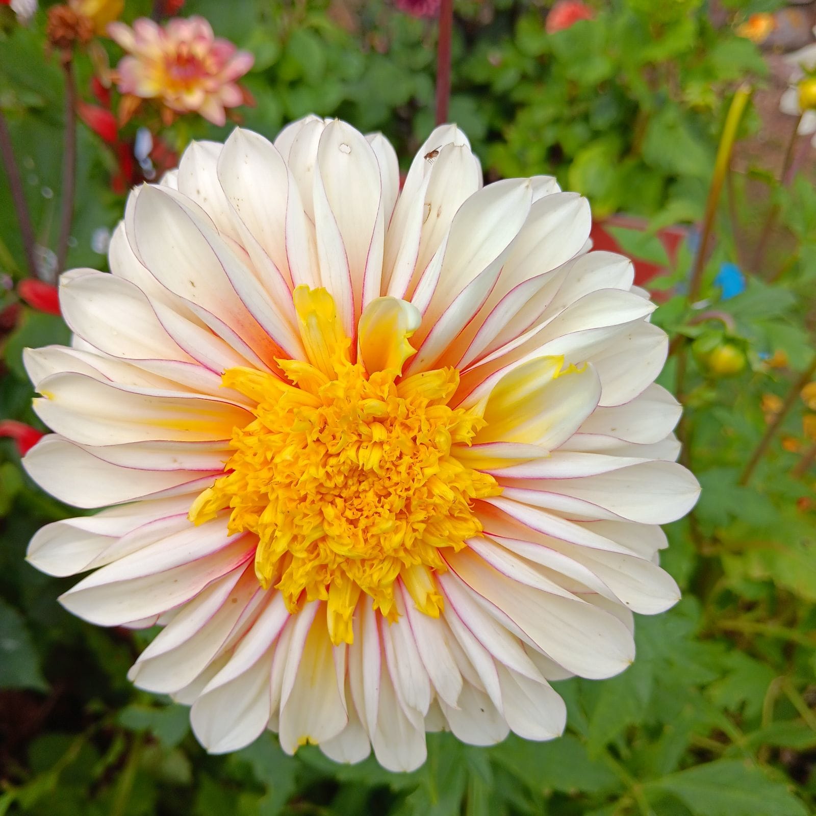 Dahlia knöl Polka  "Anemonblommande" - 5