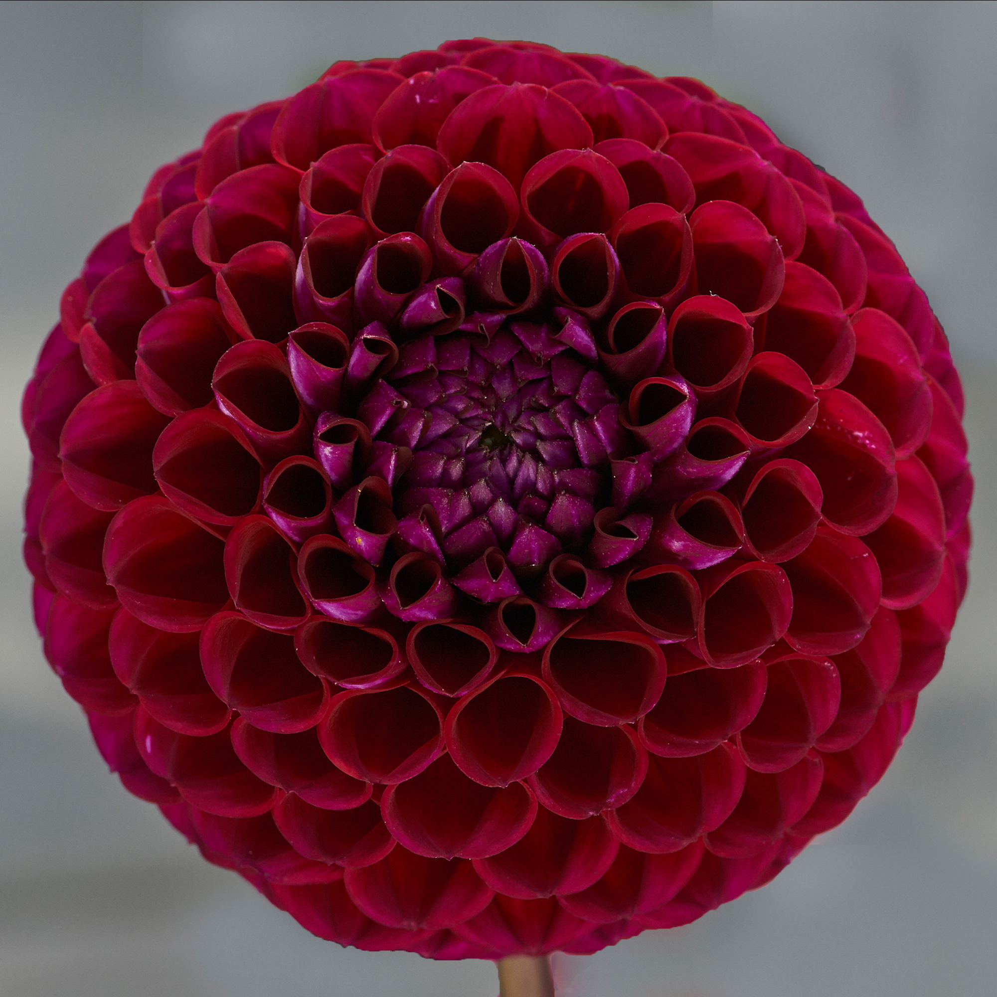 Dahlia knöl Ivanetti "Bolldahlia" Nyhet 2027!