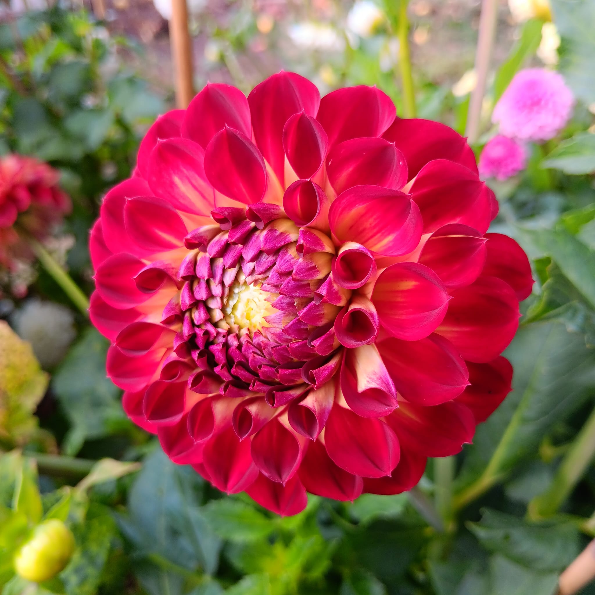 Dahlia knöl Jowey Frambo Boll Nyhet 2027! - 2