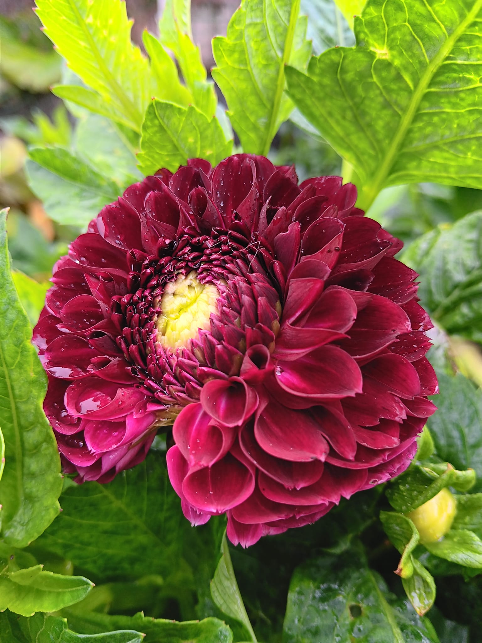 Dahlia  Jowey Mirella  "Boll" - 2