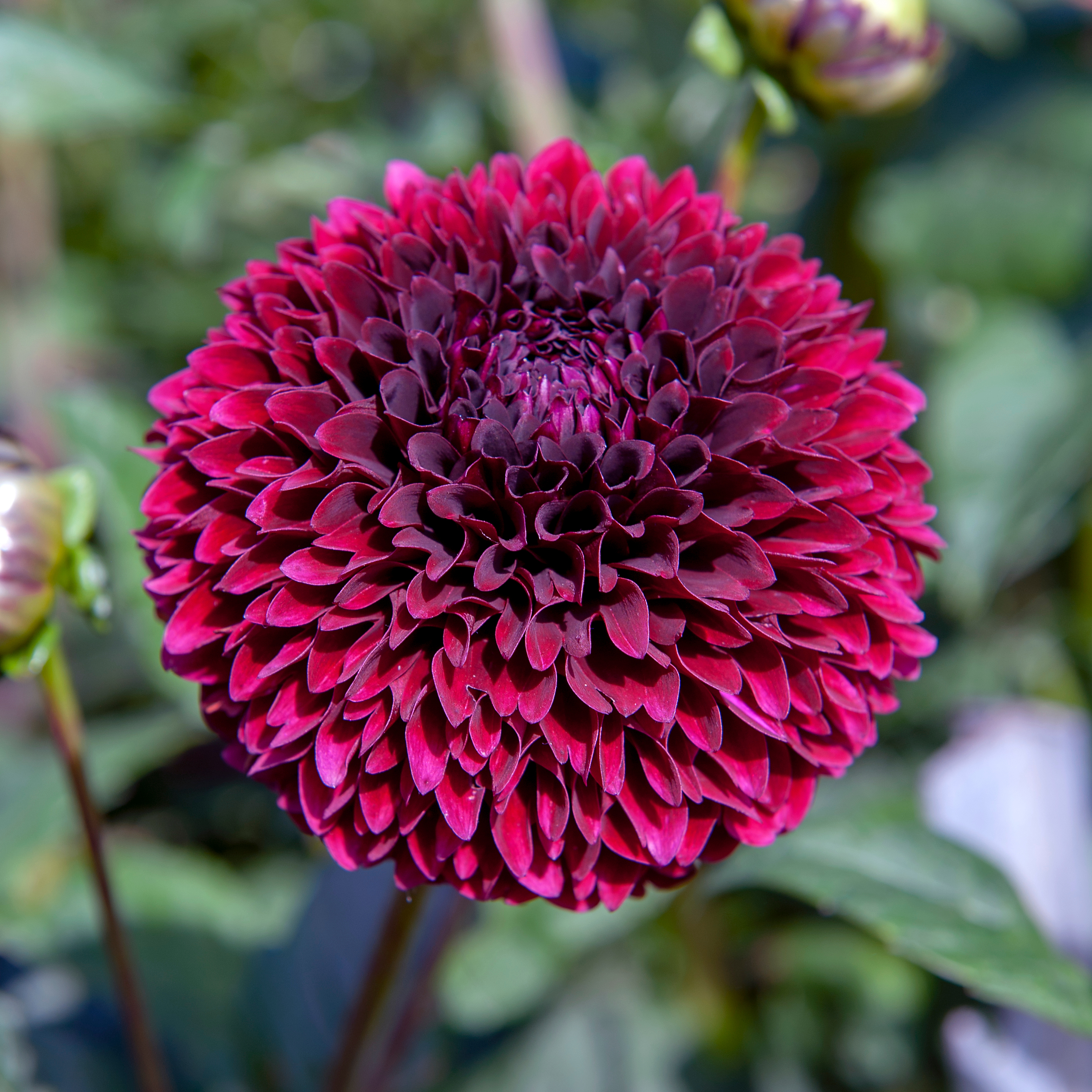 Dahlia  Jowey Mirella  "Boll"