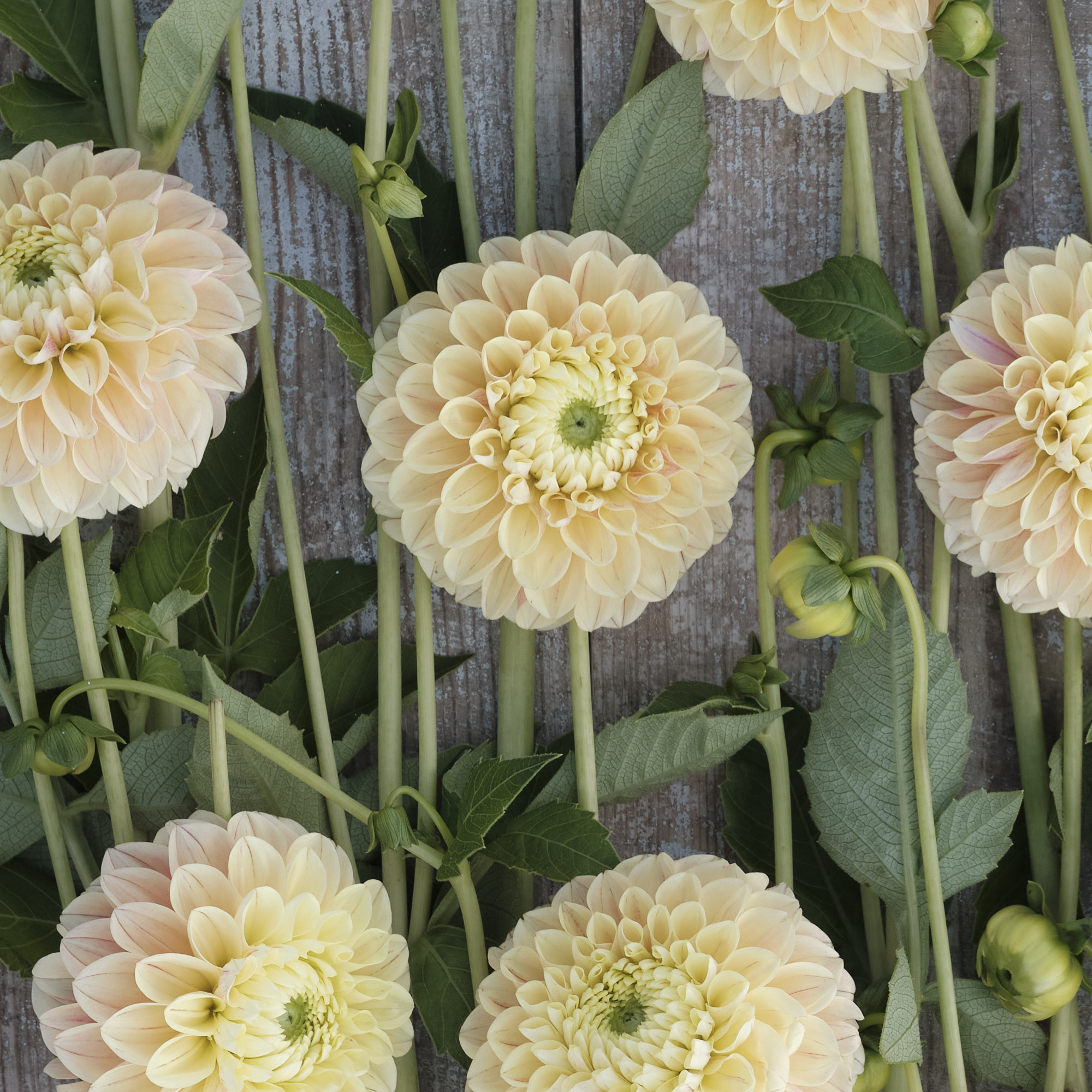 Dahlia knöl Sweet Suzanne"Boll"  
