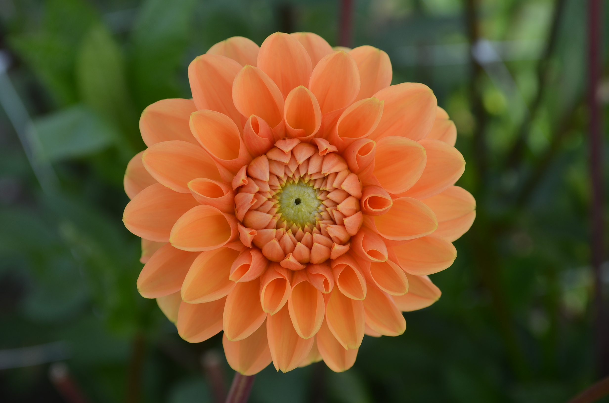 Dahlia knöl Sylvia boll  - 2