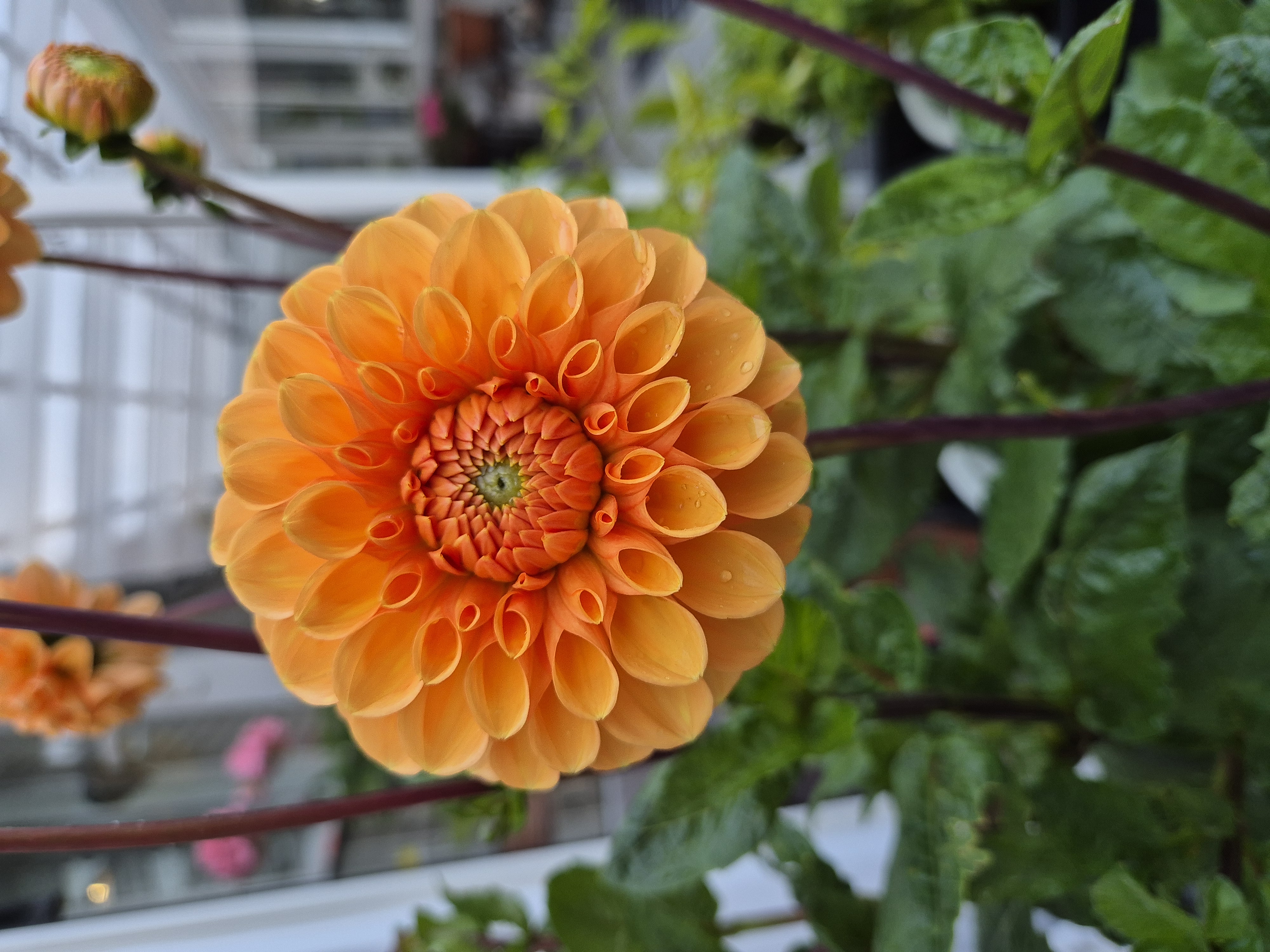 Dahlia knöl Sylvia boll 