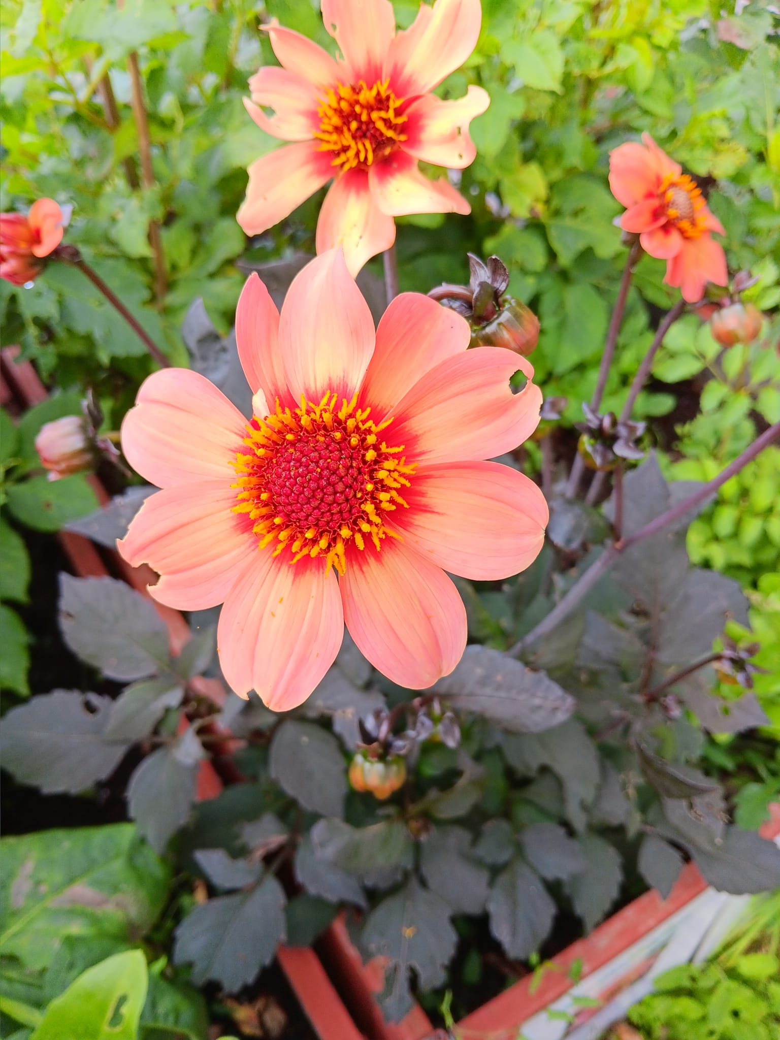 Dahlia  HS Kiss "Enkelblommande" - 4