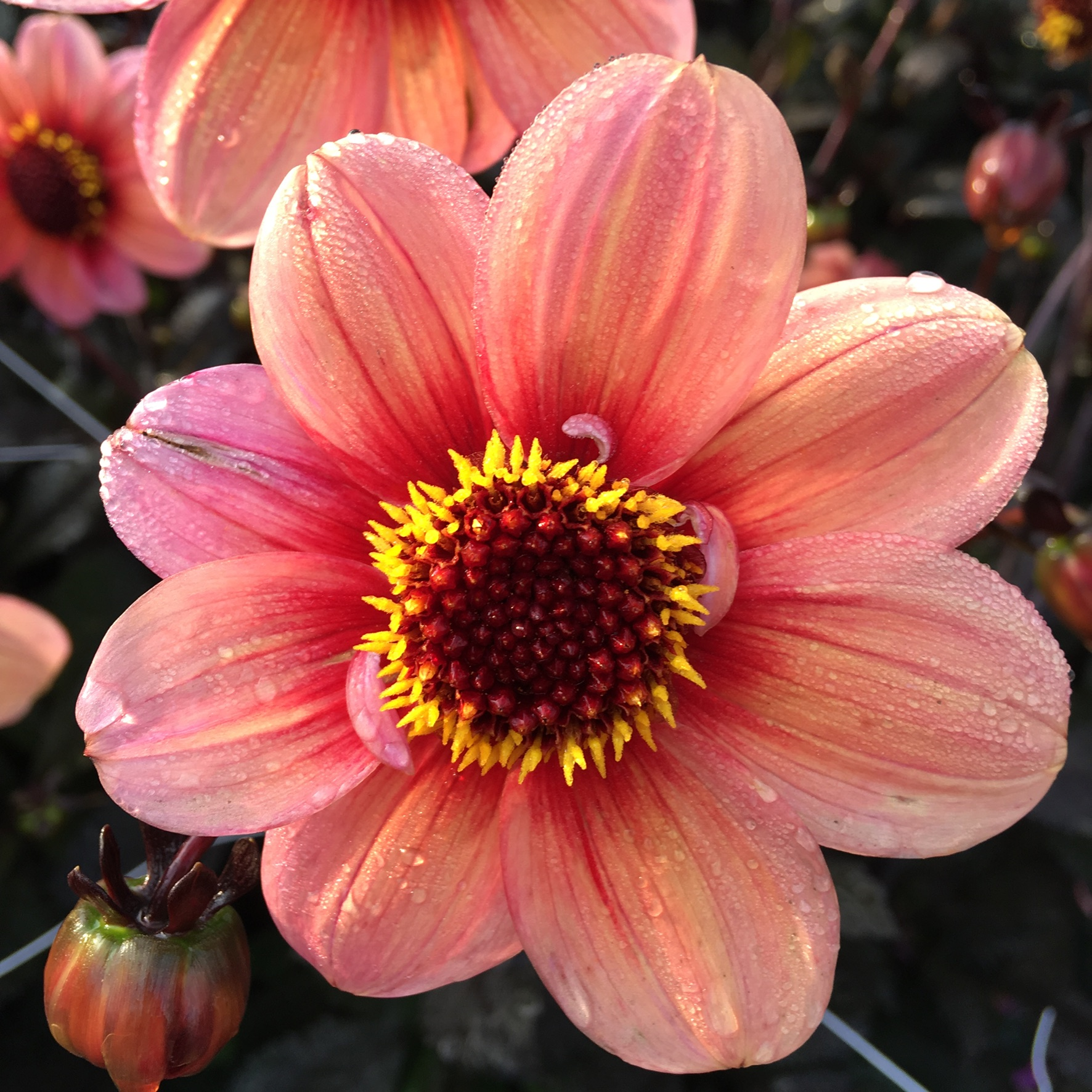 Dahlia  HS Kiss "Enkelblommande"