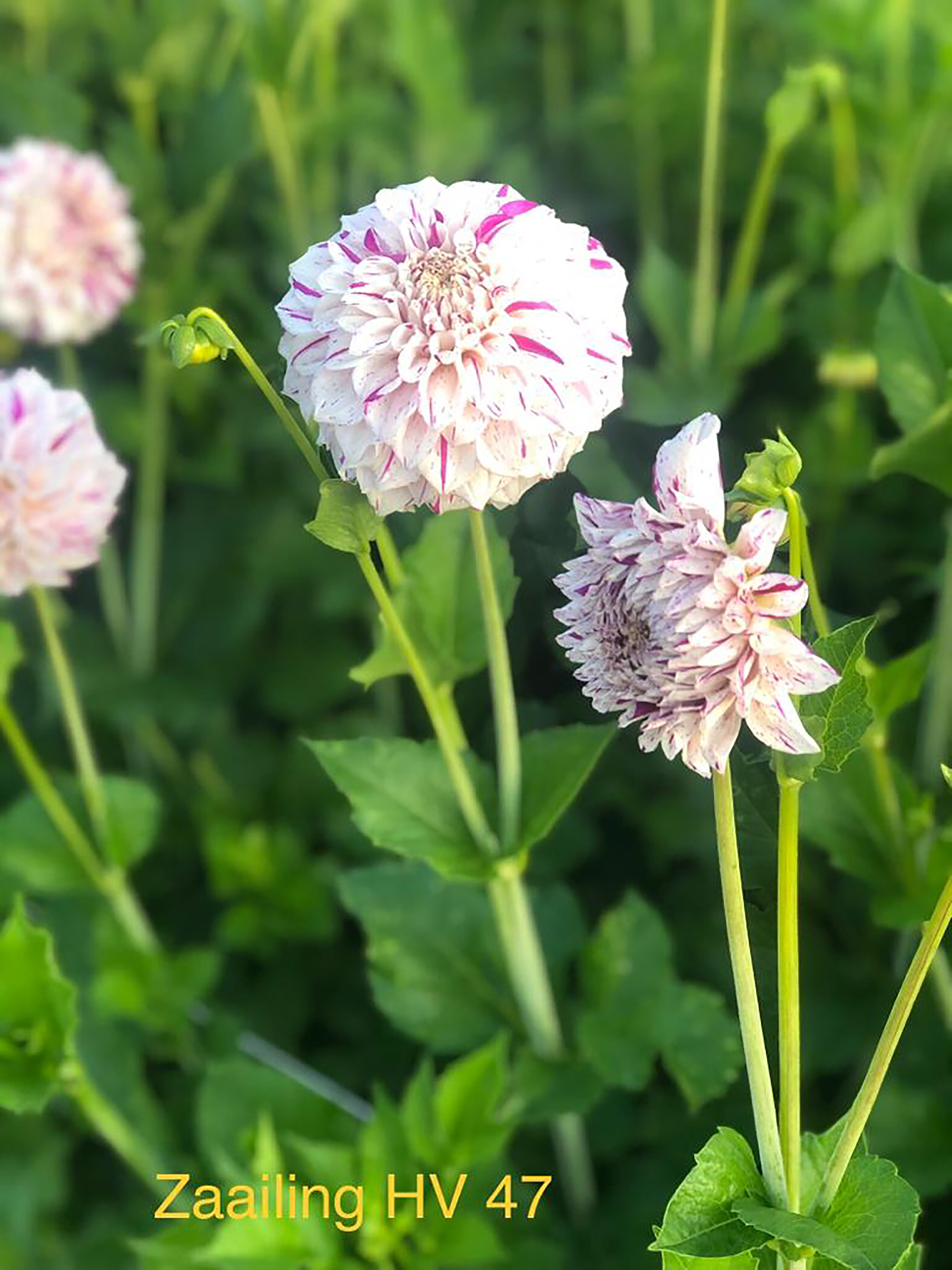 Dahlia knöl Danceline Dekorativ småblommande 
