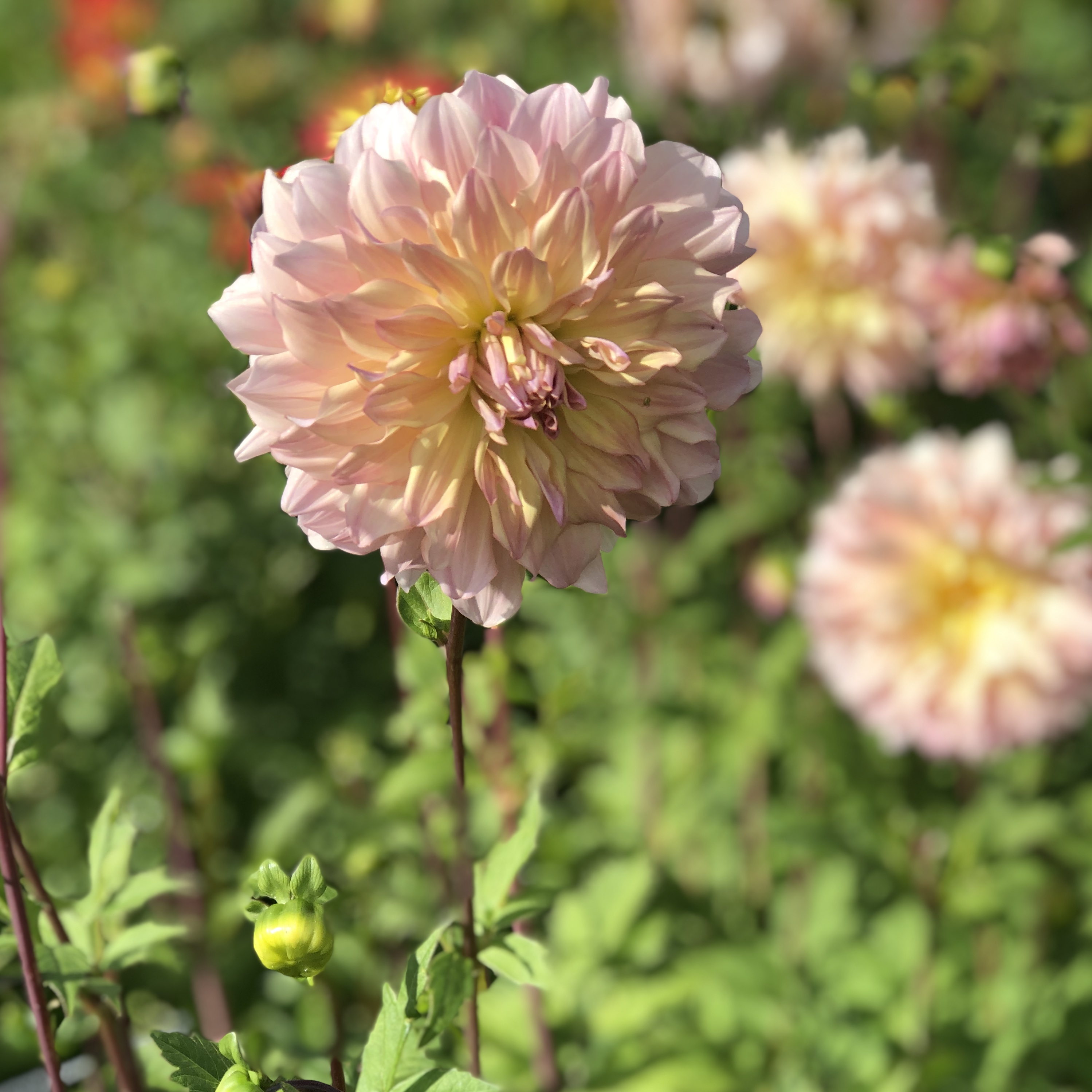 xDahlia  Pjotr"Dekorativ Mediumblommande"
