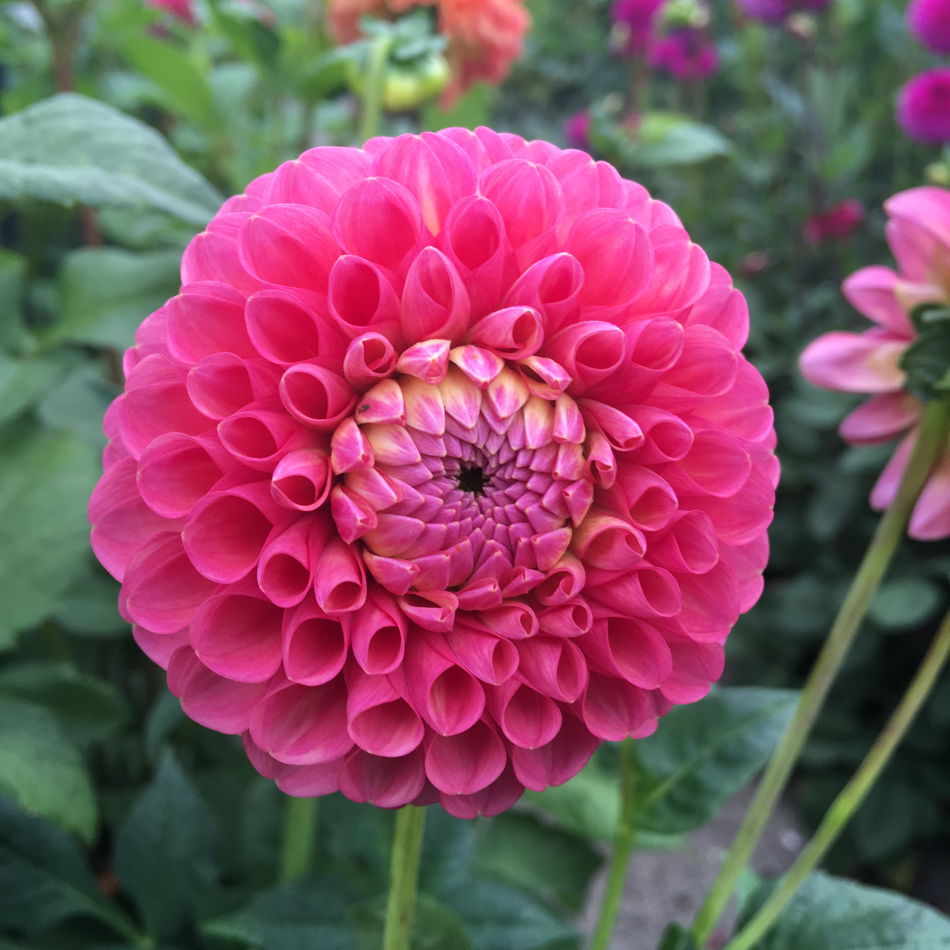 Dahlia Jowey Frambo Boll