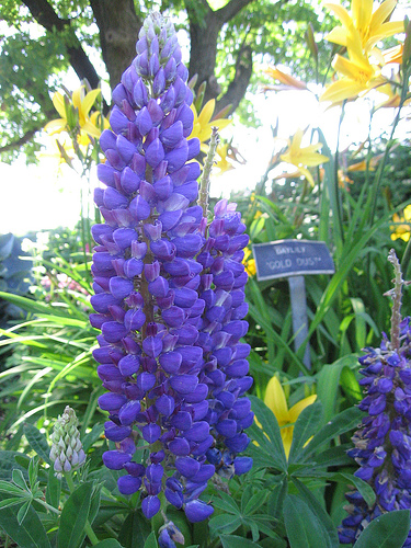 Lupin Gallery blue 15 frön - 2