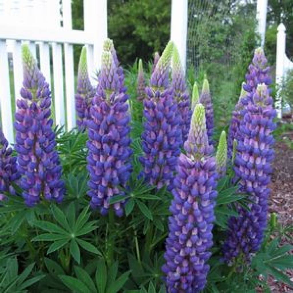 Lupin Gallery blue 15 frön