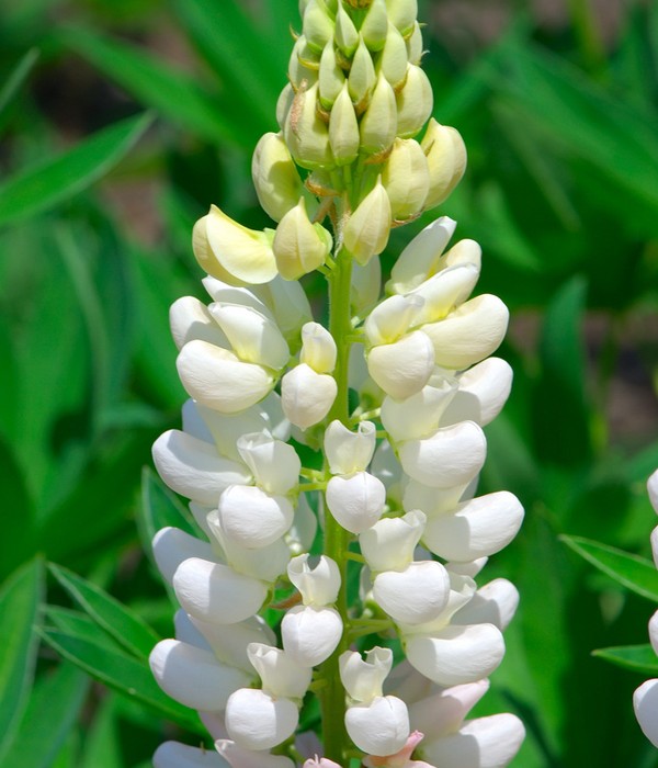 Lupin Gallery white 15 frön