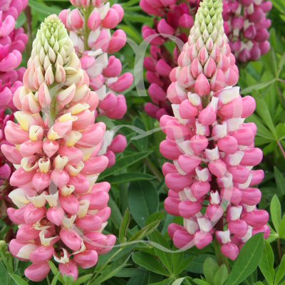 Lupin Gallery Pink Shades 12 frö - 2