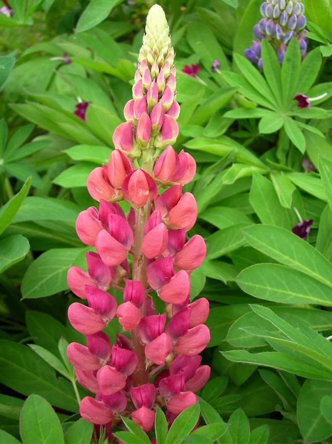Lupin Gallery Pink Shades 12 frö
