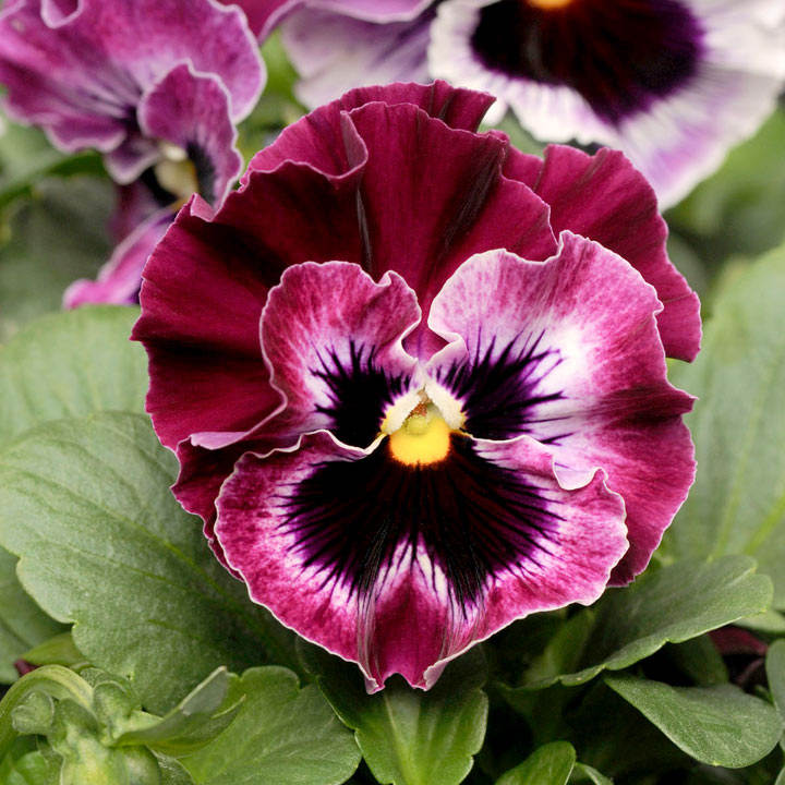 Viola F1  Frizzle Sizzle Raspberry 15 frö