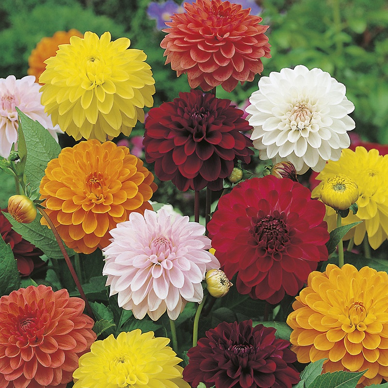Dahlia Showpiece Dubbel mix 30 frö