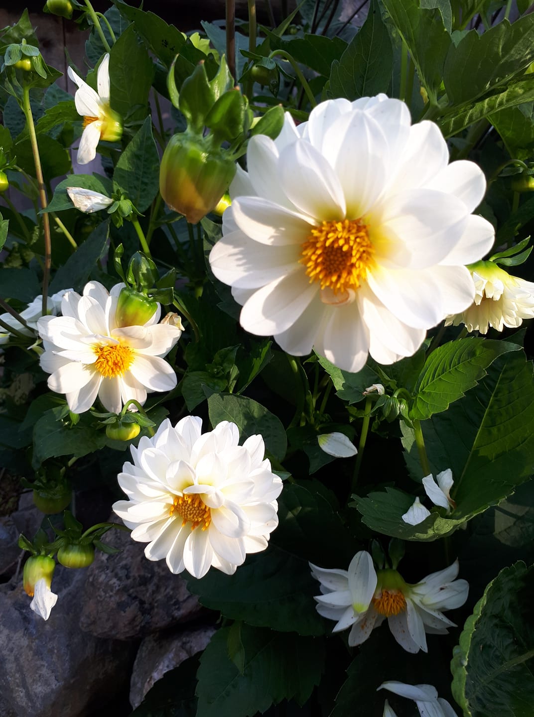 Dahlia Showpiece Dubbel mix 30 frö - 5