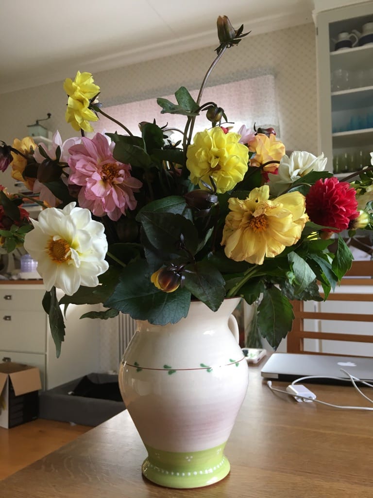 Dahlia Showpiece Dubbel mix 30 frö - 4