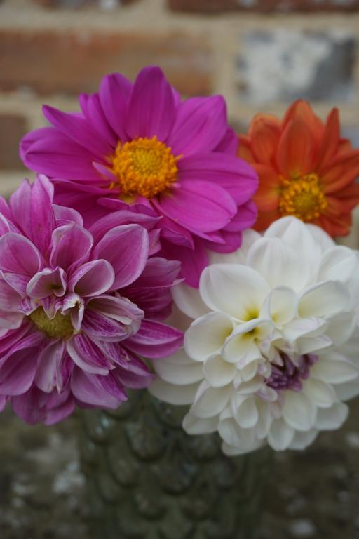 Dahlia Showpiece Dubbel mix 30 frö - 3