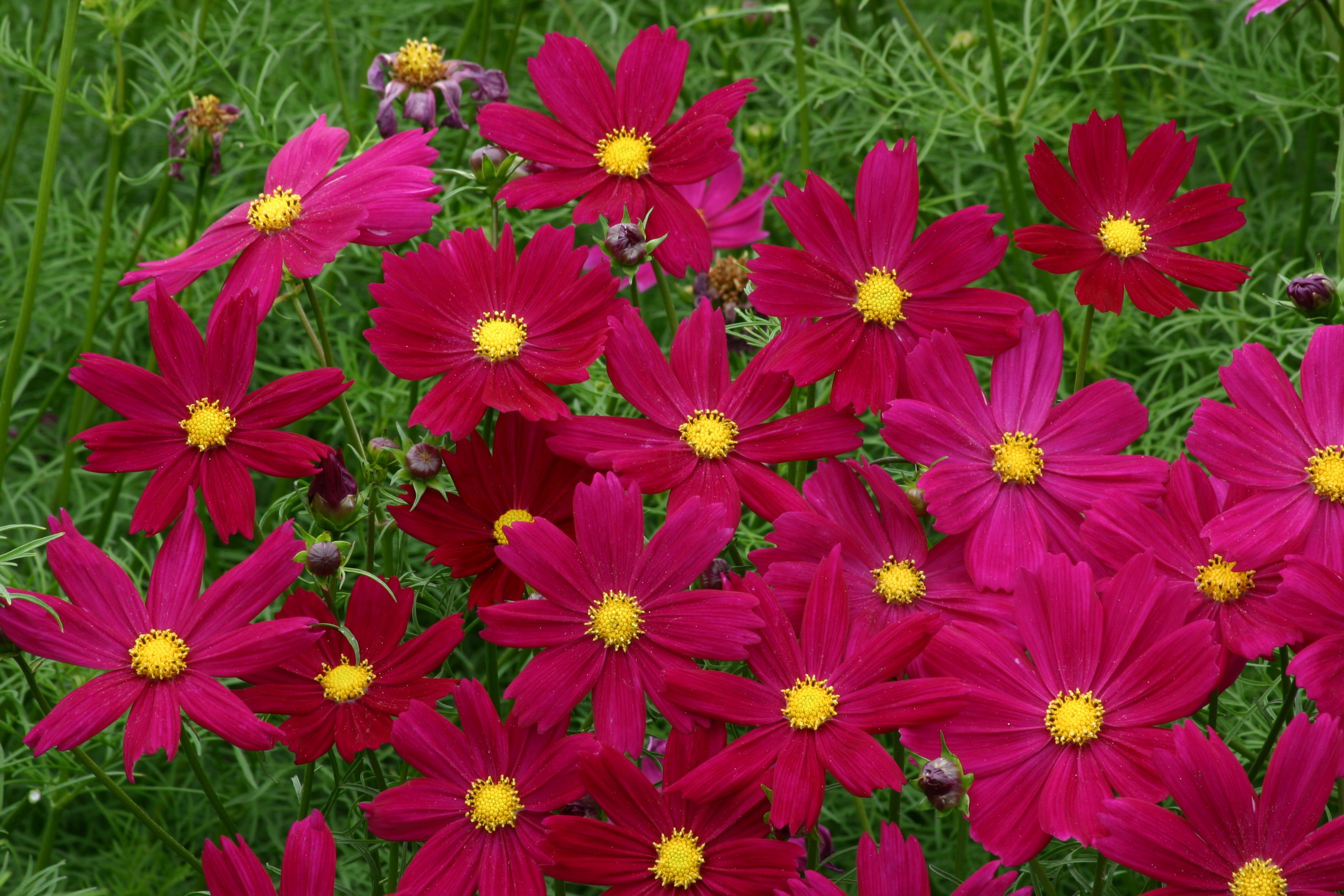 Rosenskära Cosimo Purple Red  30 frö 