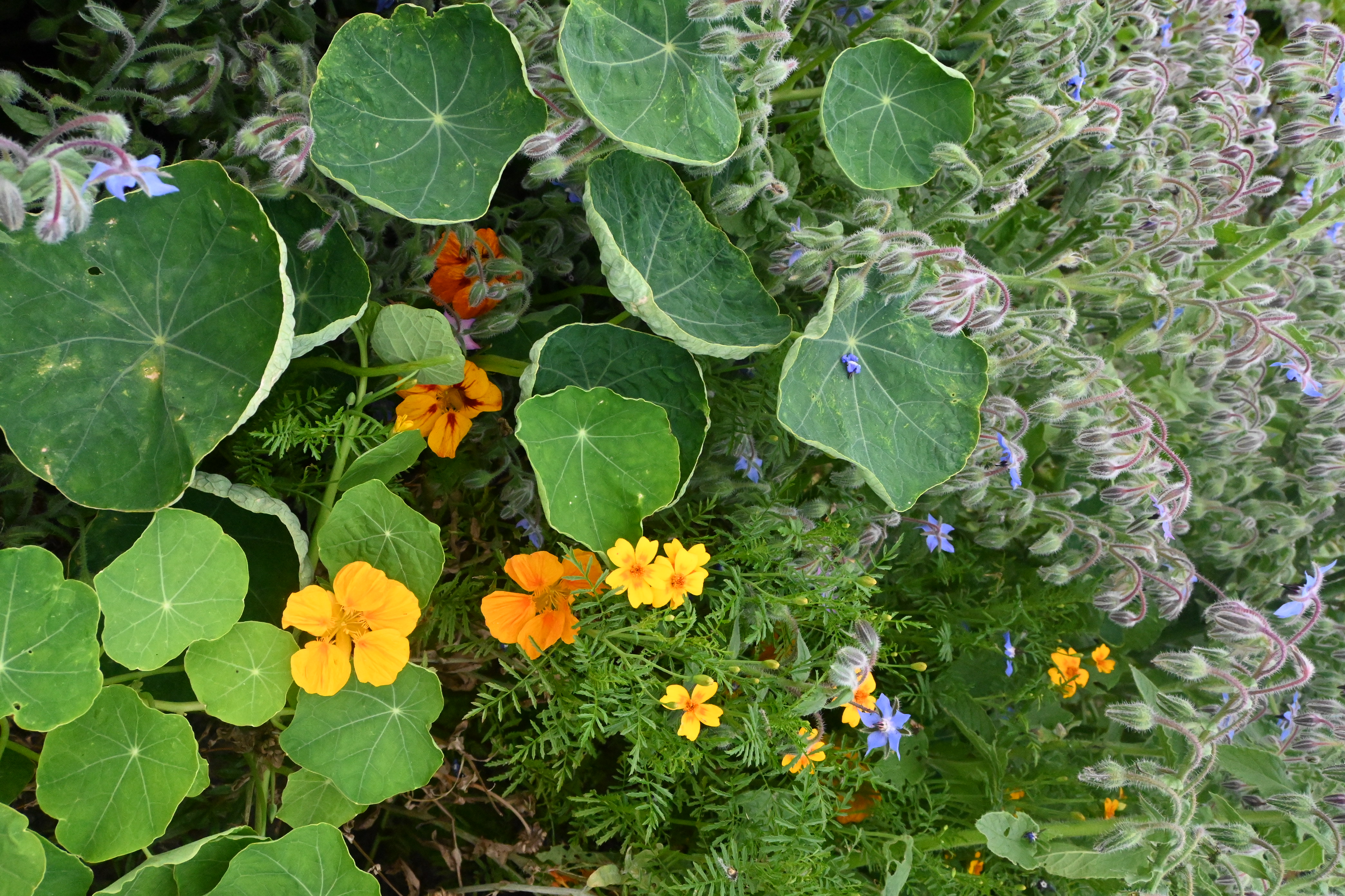 Specialmix ätbara blommor och kryddor 1g cirka 100-300 frön