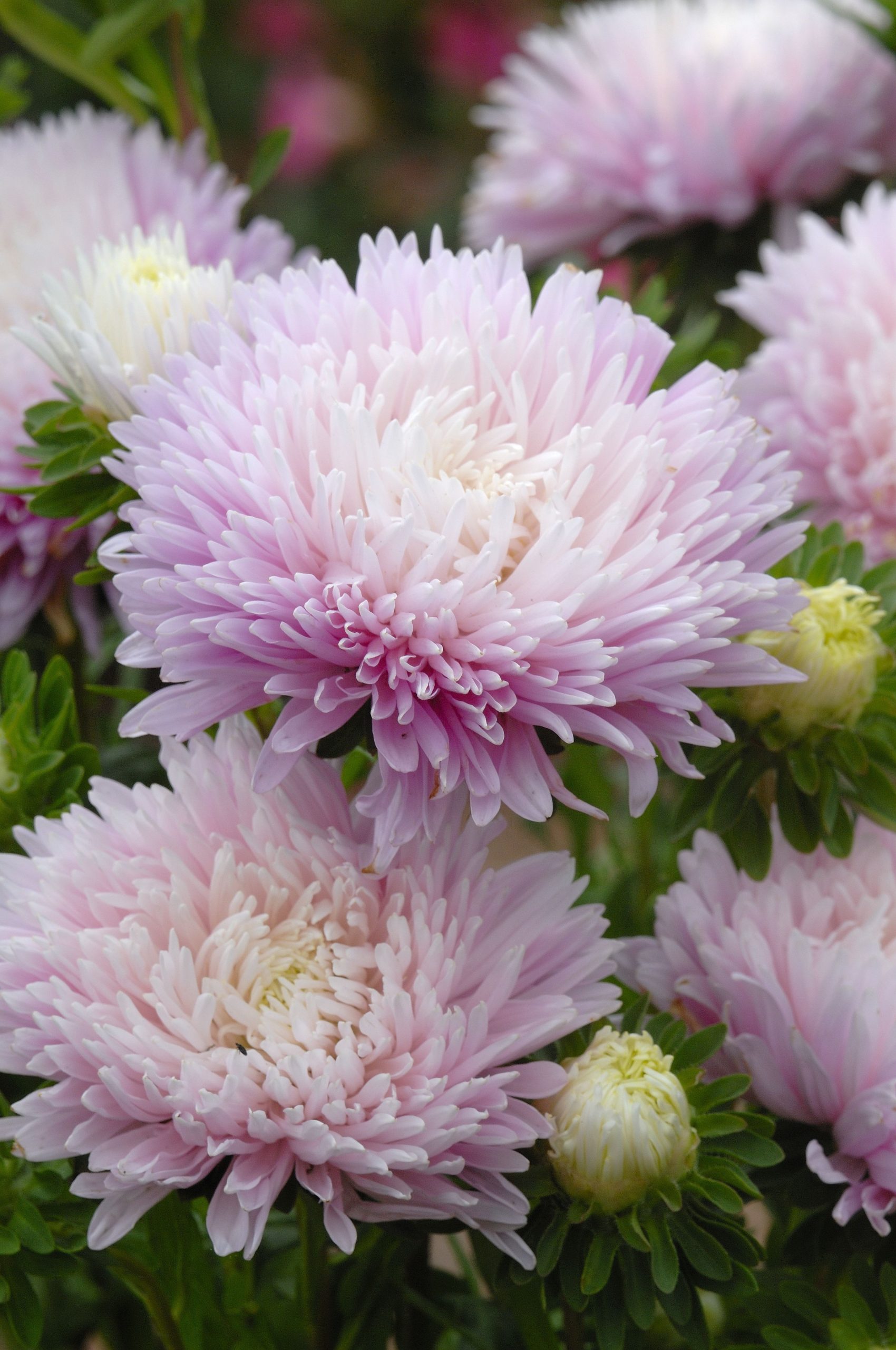 Aster King Size Appleblossom 125 frö