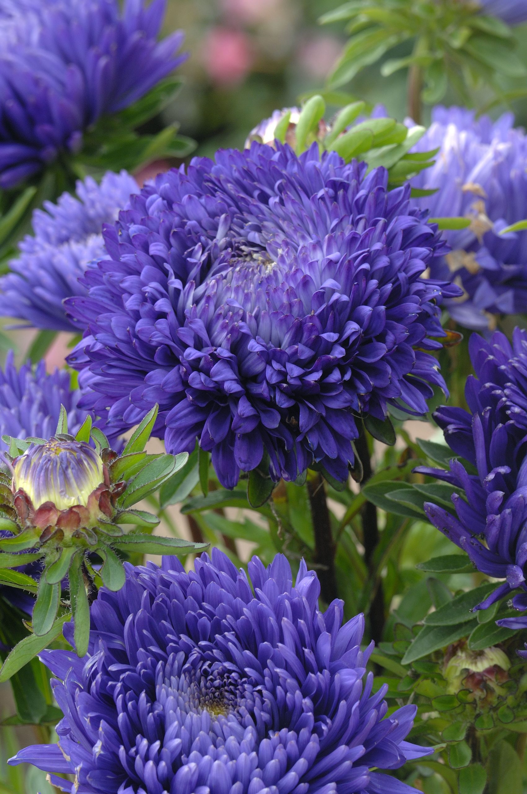 Aster King Size Mid Blue 125 frön