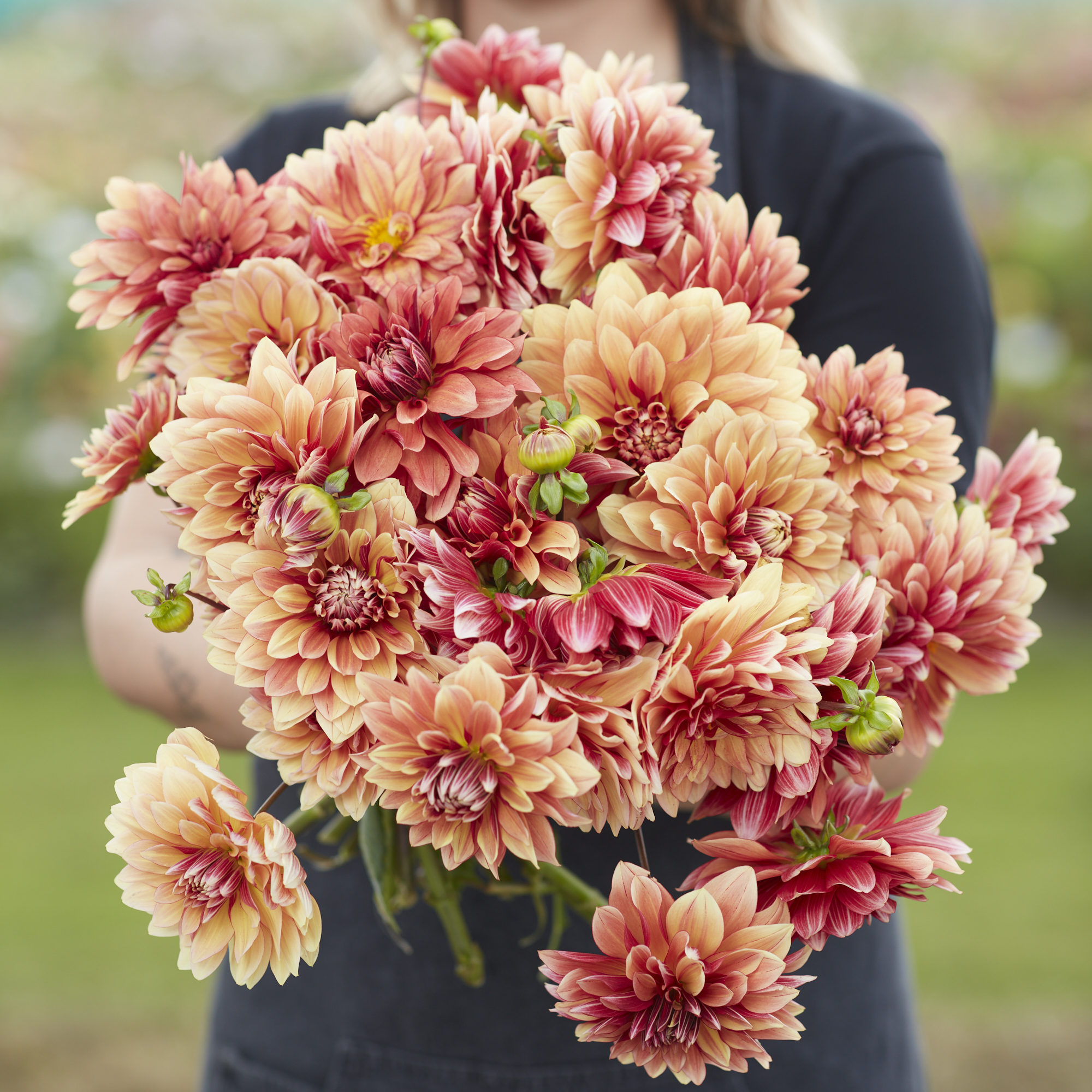 Dahlia frö Mamma Miss Brandy  5 frön - 2