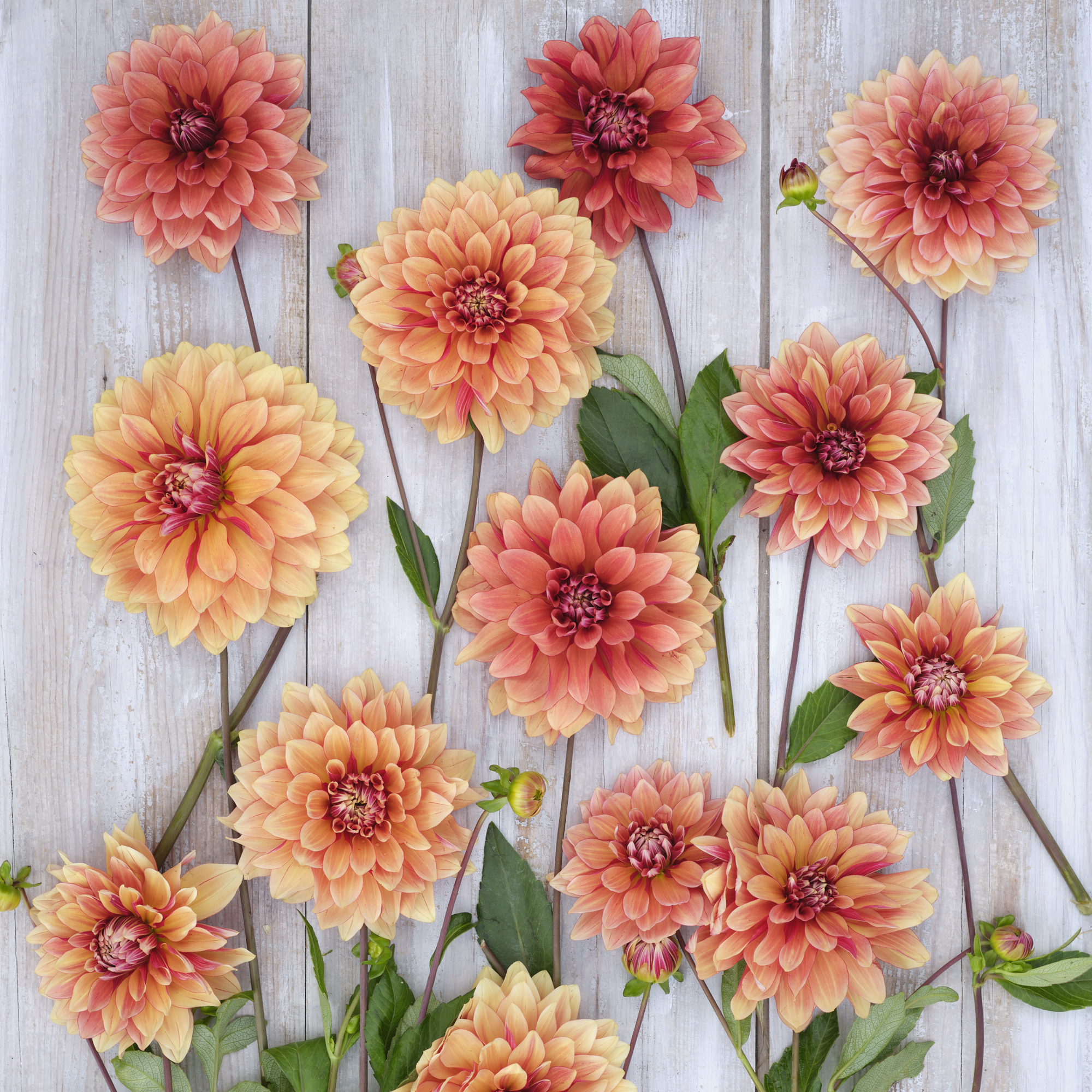 Dahlia frö Mamma Miss Brandy  5 frön - 3