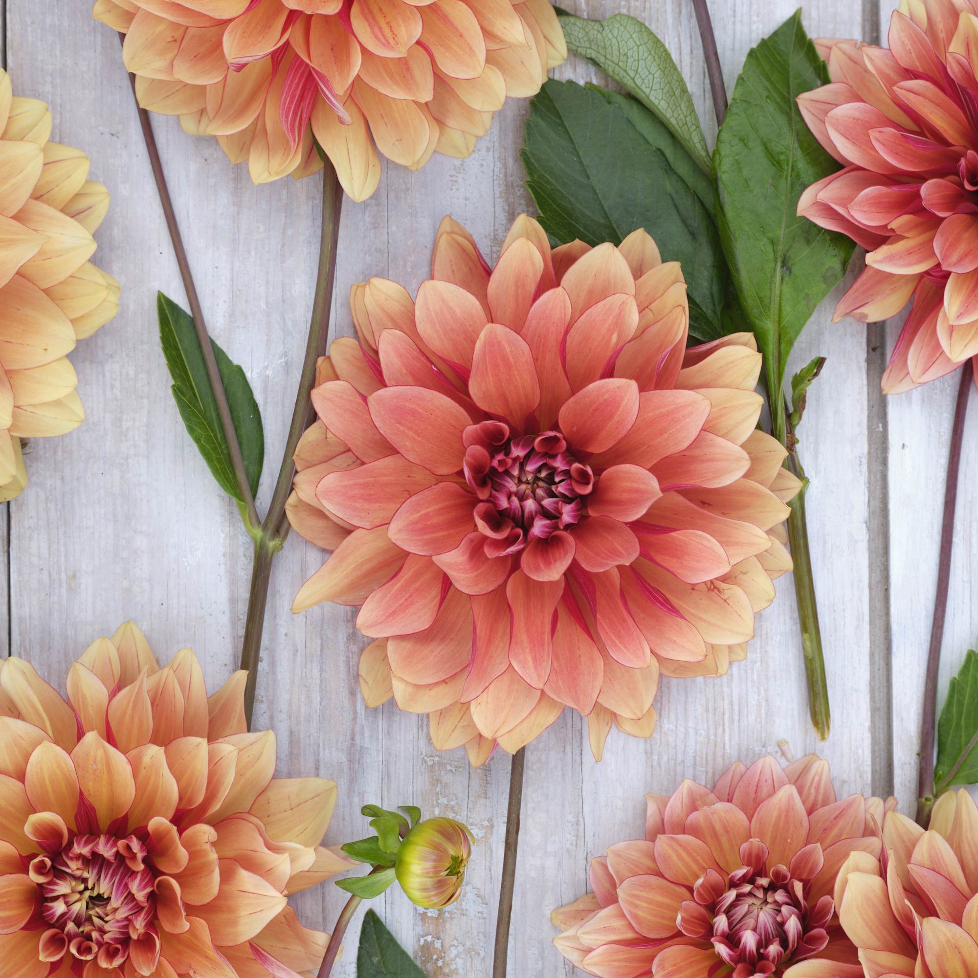 Dahlia frö Mamma Miss Brandy  5 frön