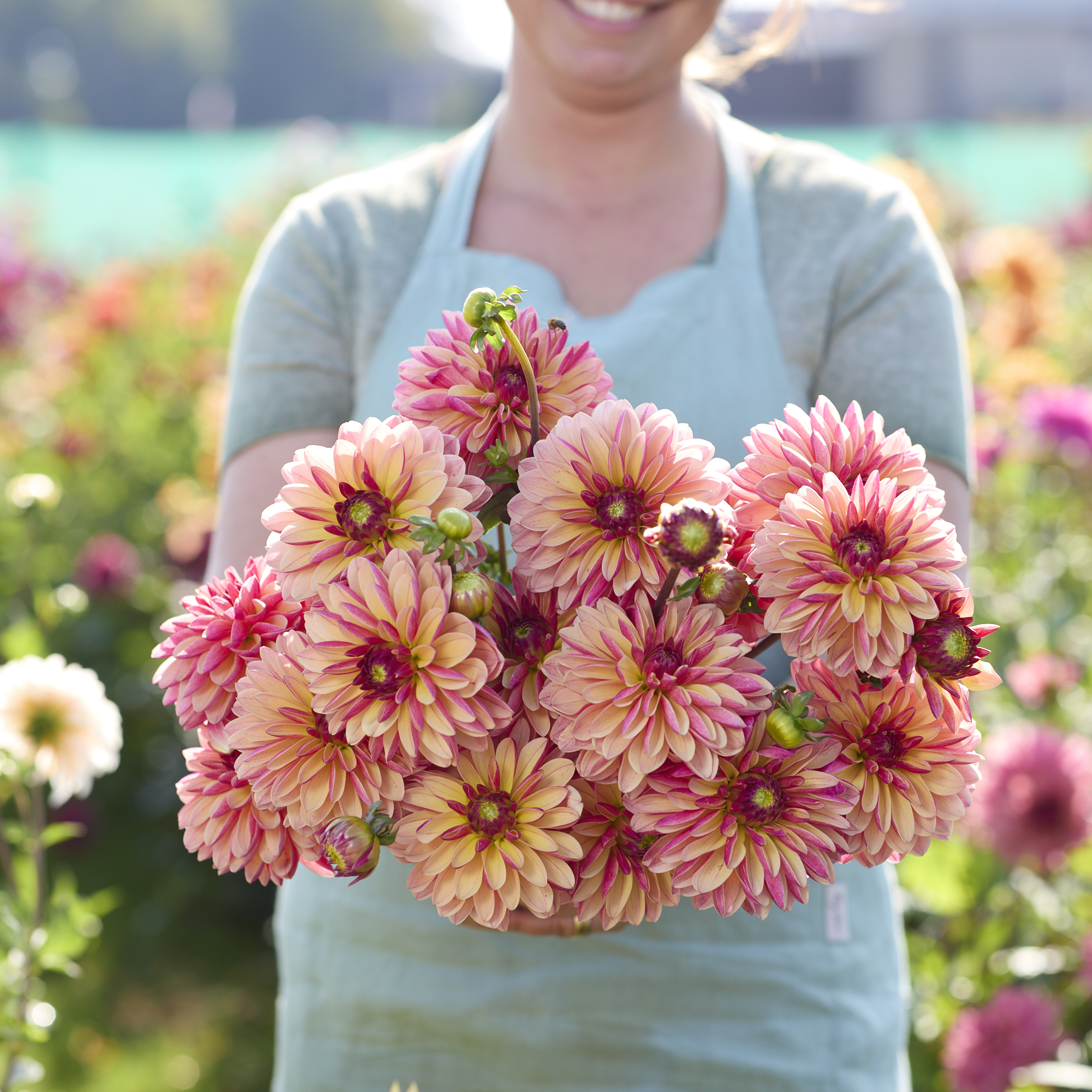 Dahlia frö Mamma Madame Antoinette  5 frön - 2