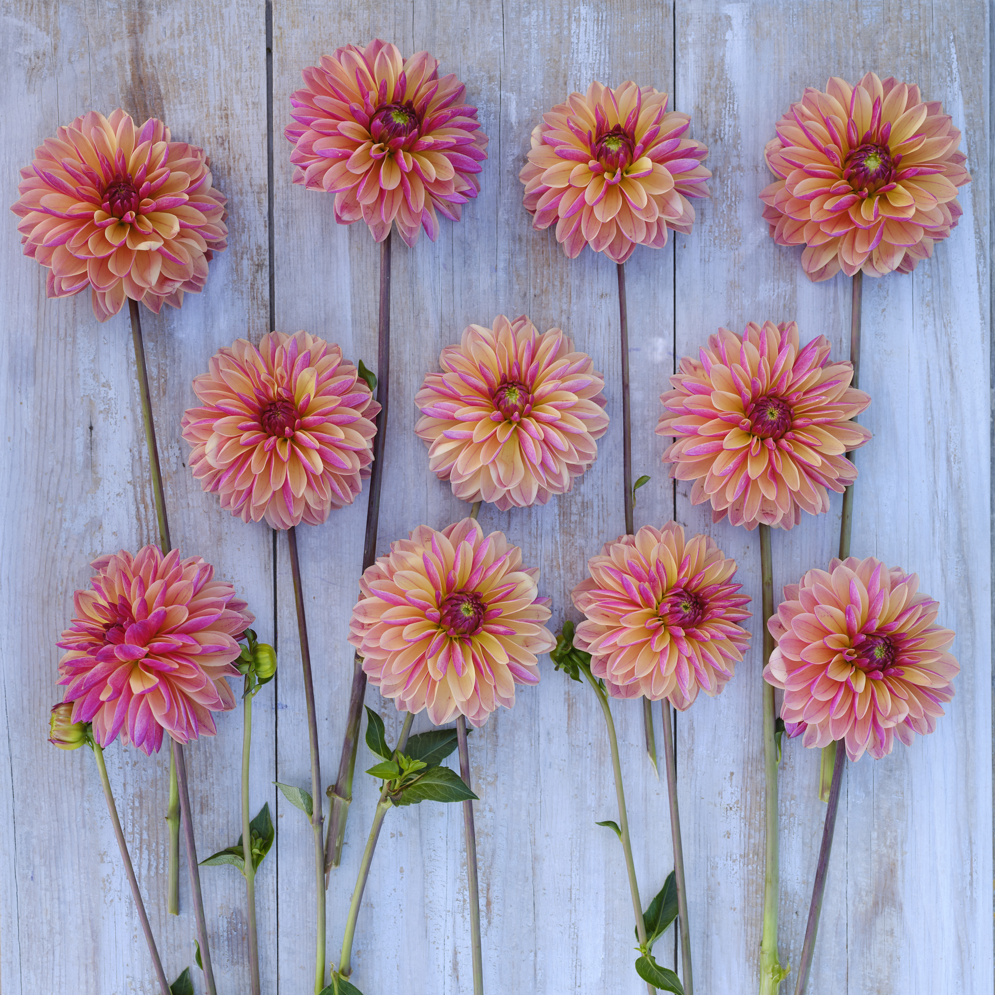 Dahlia frö Mamma Madame Antoinette  5 frön - 3