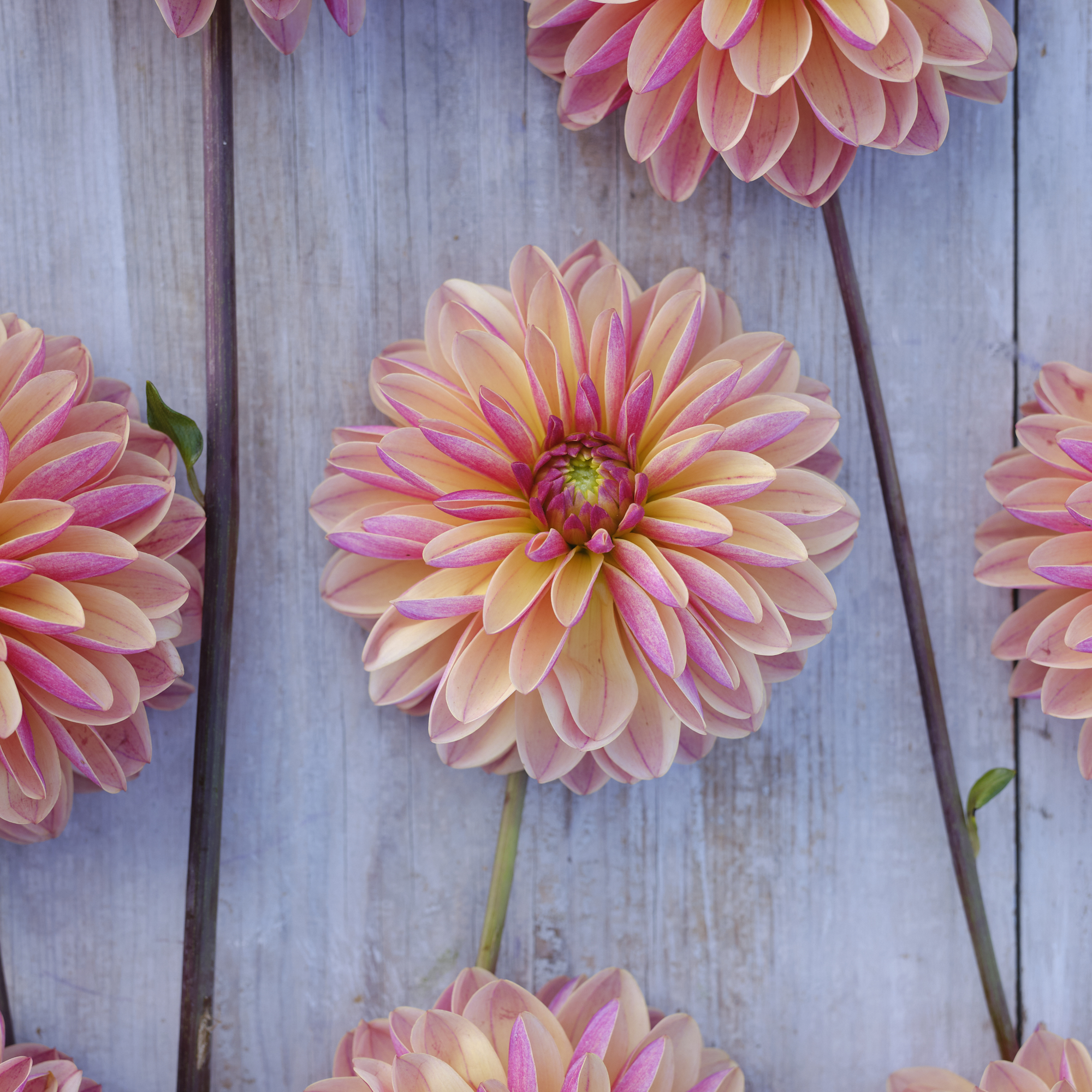 Dahlia frö Mamma Madame Antoinette  5 frön