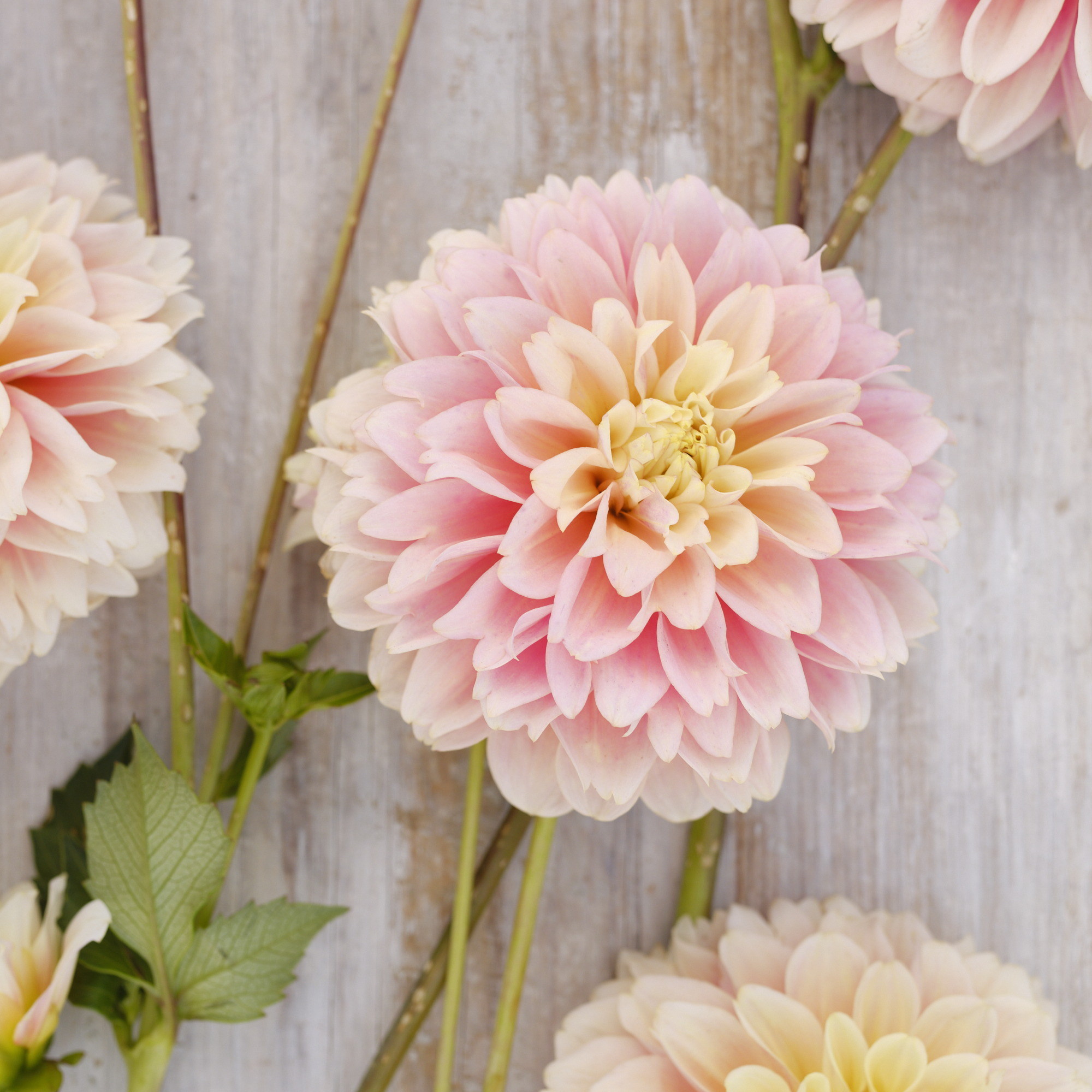 Dahlia frö Mamma Giovanna 5 frön