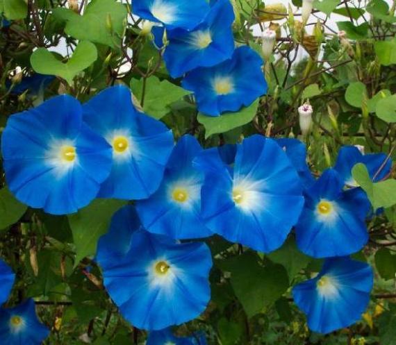 Blomma för dagen Heavenly blue 50 frö