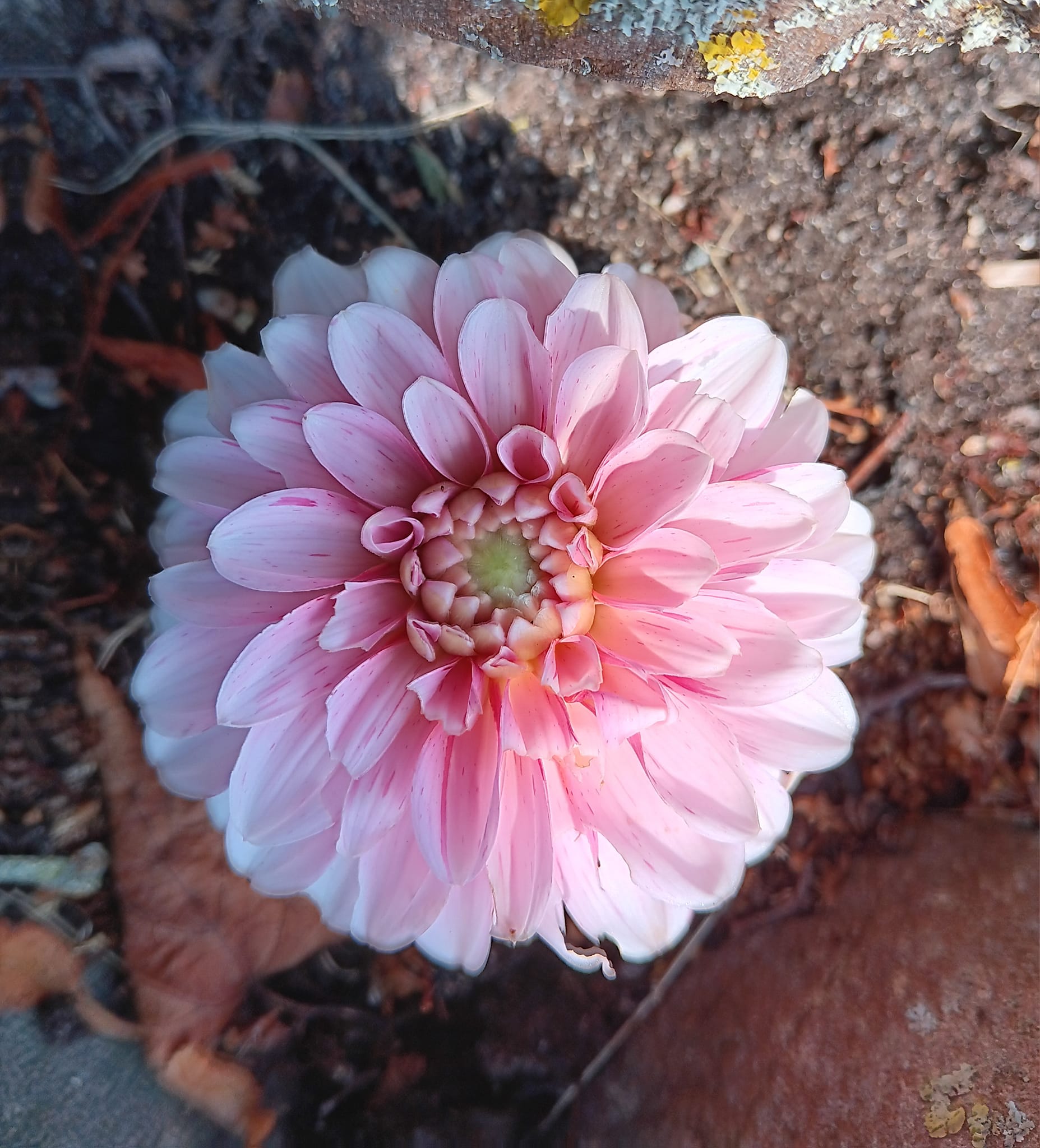 Dahlia frö Mamma Strawberry Cream 5 frön inkommande - 8