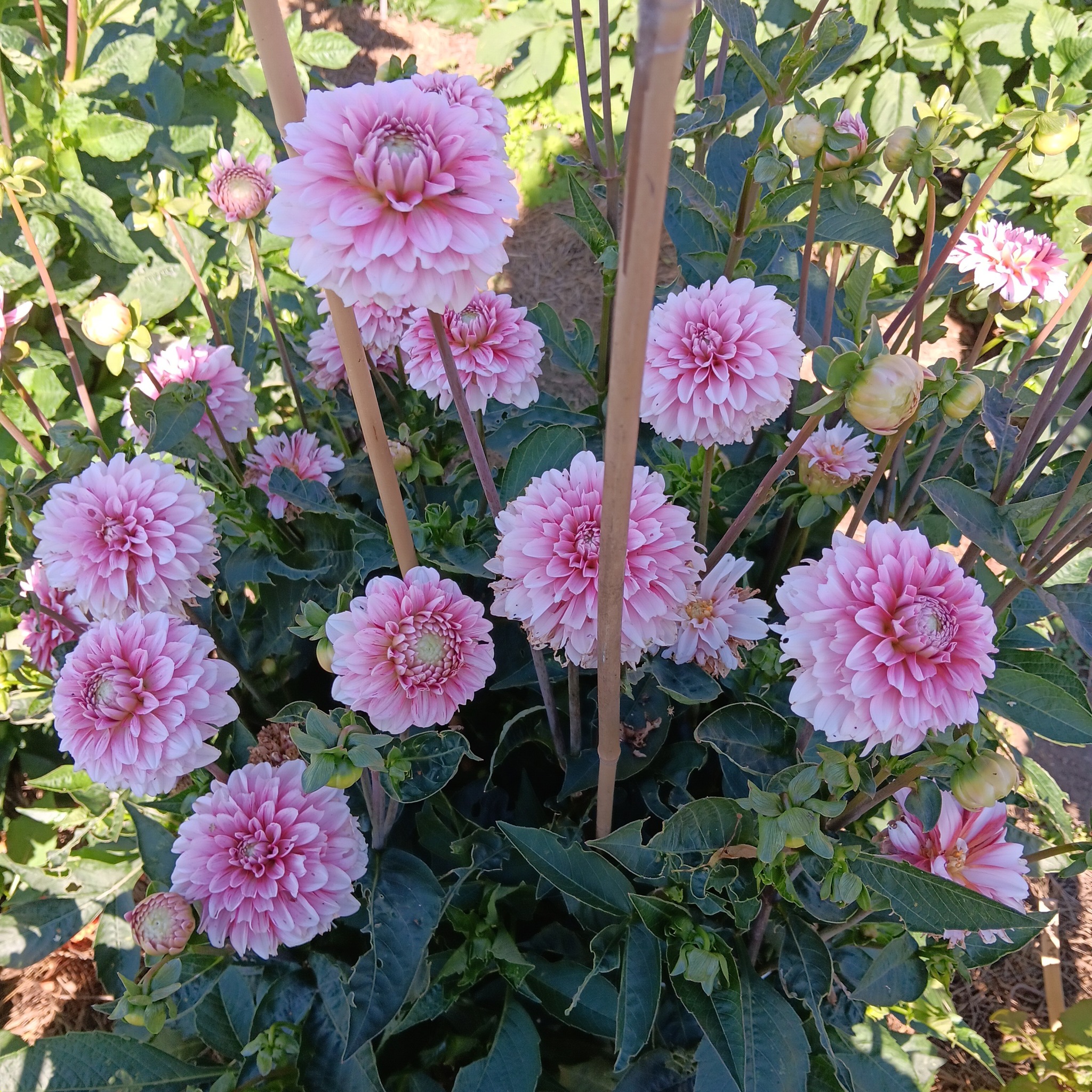 Dahlia frö Mamma Strawberry Cream 5 frön inkommande - 11