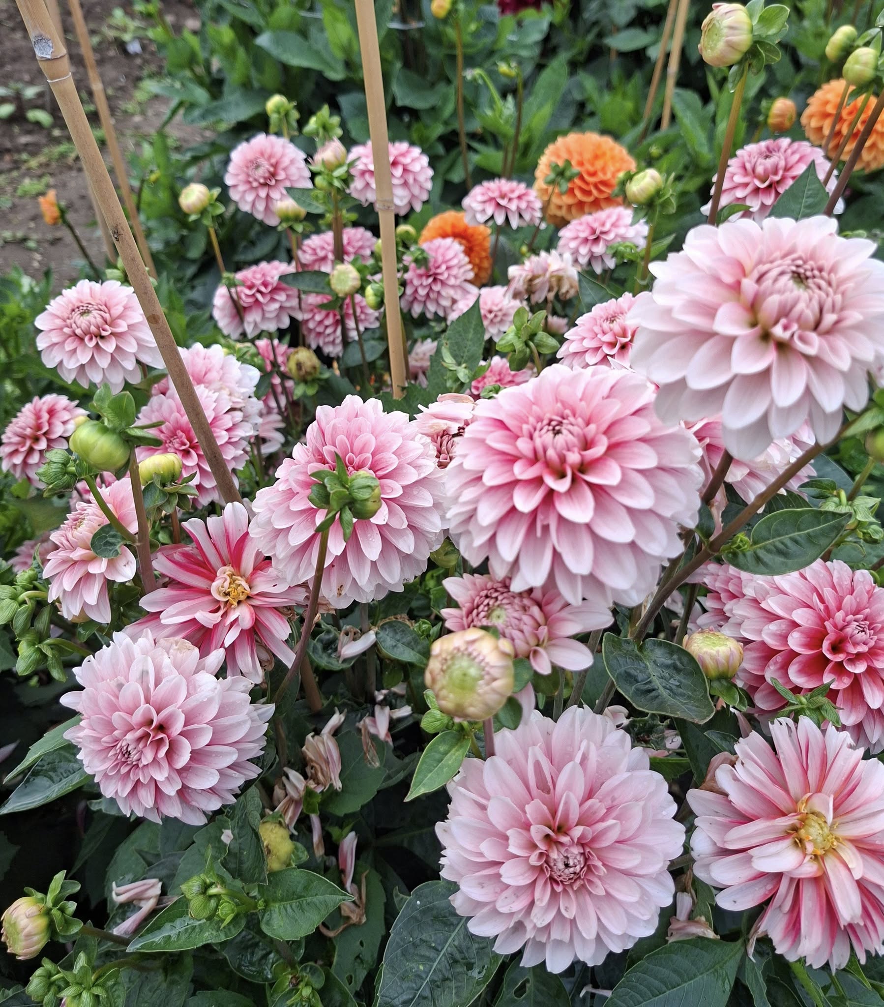Dahlia frö Mamma Strawberry Cream 5 frön inkommande - 10